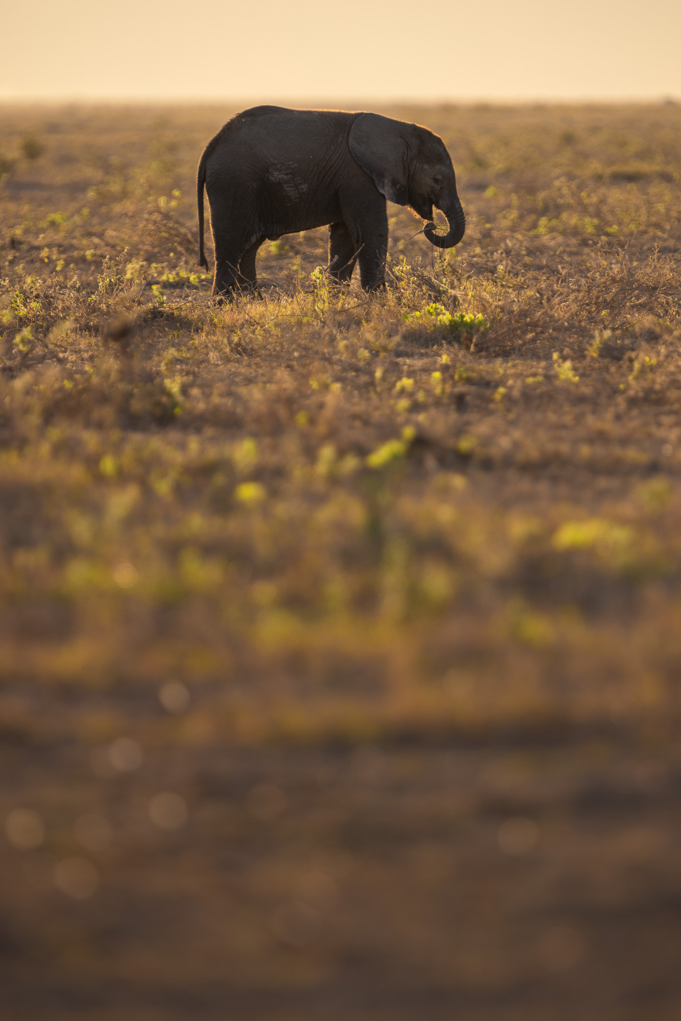 17562819082022231 ©SimonePaleari