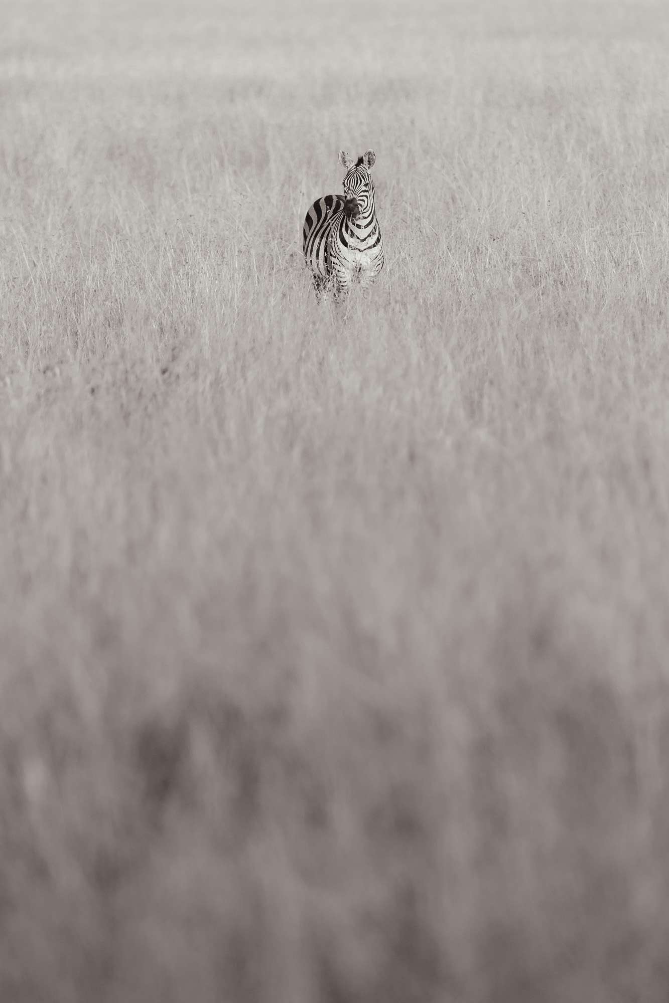 18114510082022222 ©SimonePaleari