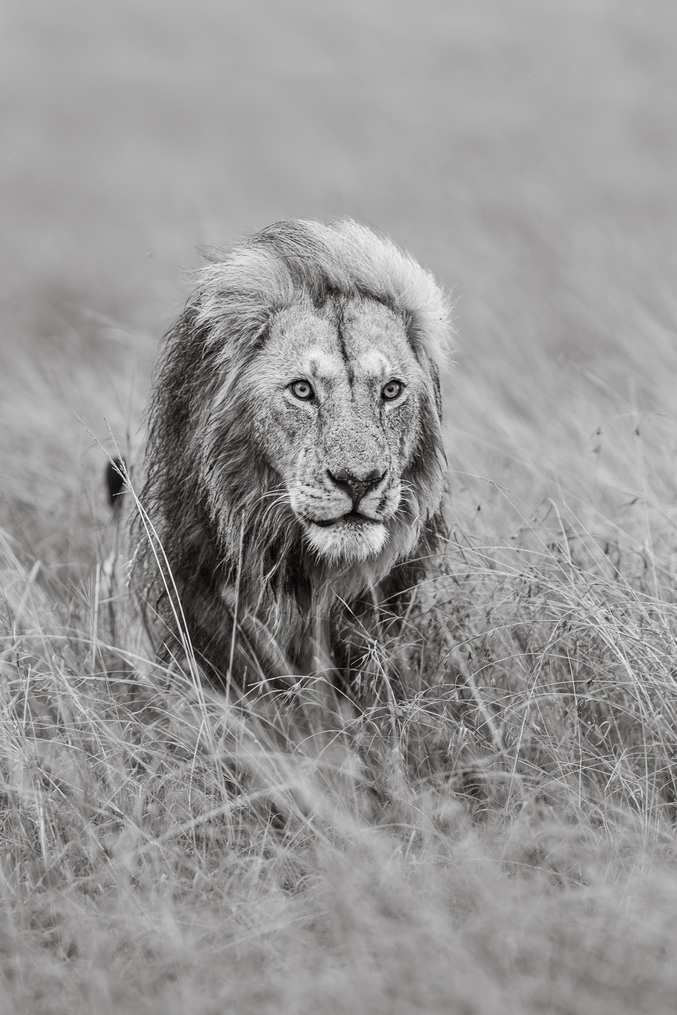 18122016082022228 ©SimonePaleari