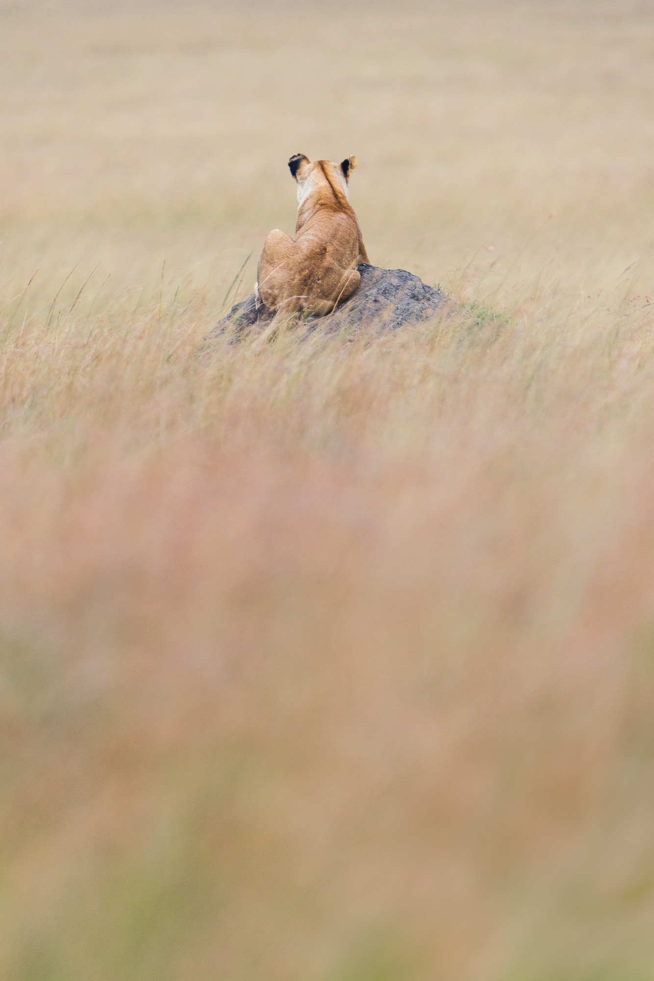 18135812082022224 ©SimonePaleari