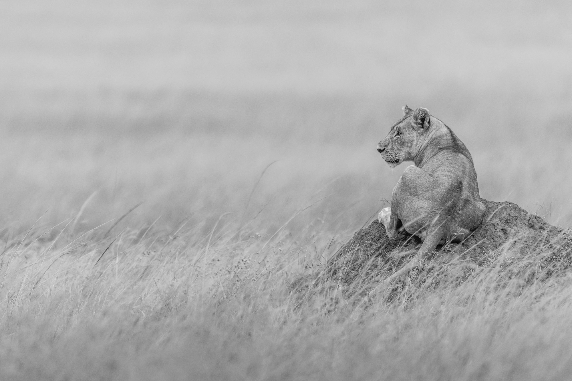 18161712082022224 ©SimonePaleari