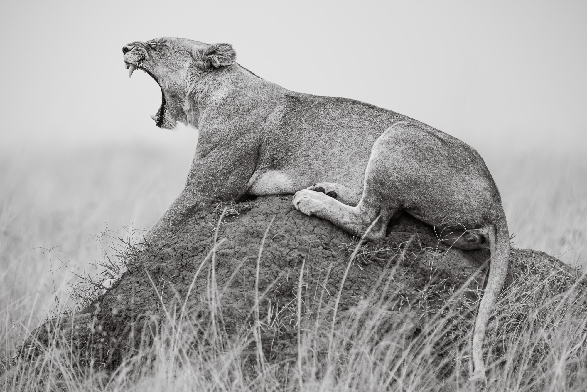 18175312082022224 ©SimonePaleari