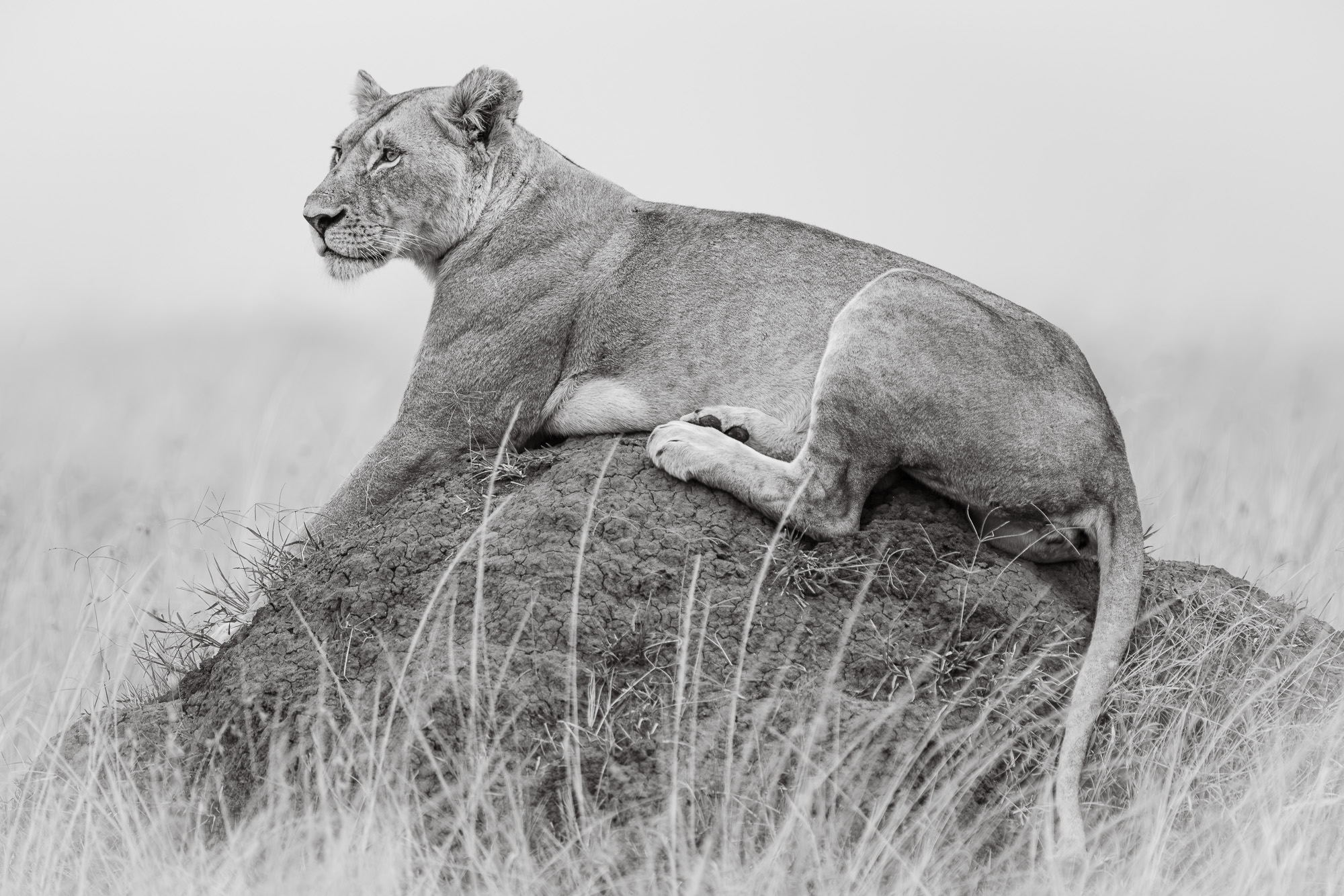 18181812082022224 ©SimonePaleari 2