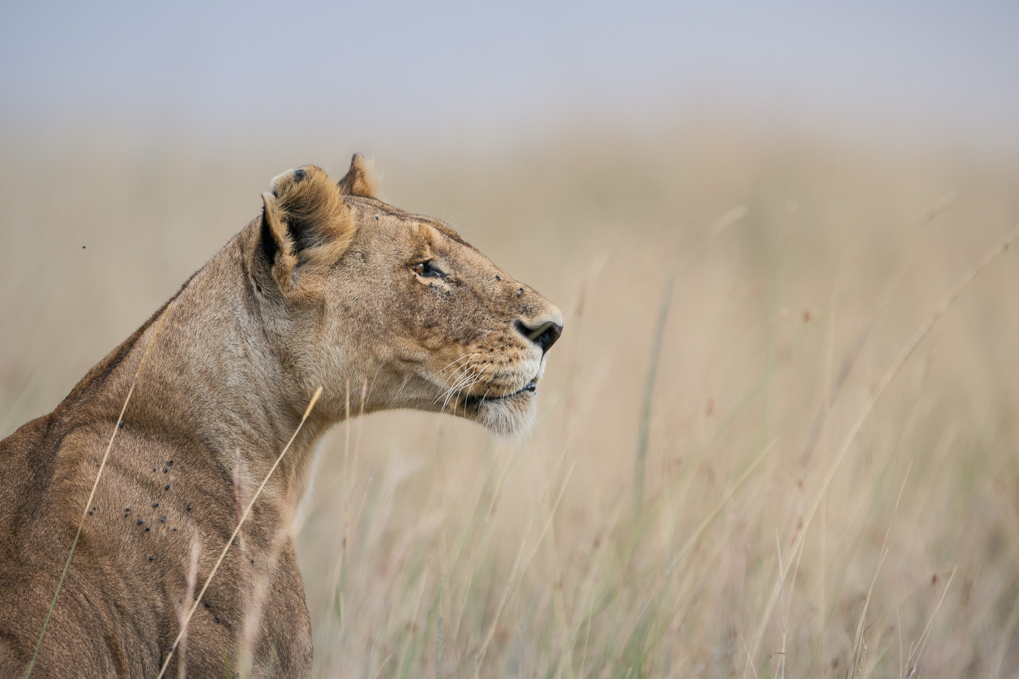 18190312082022224 ©SimonePaleari