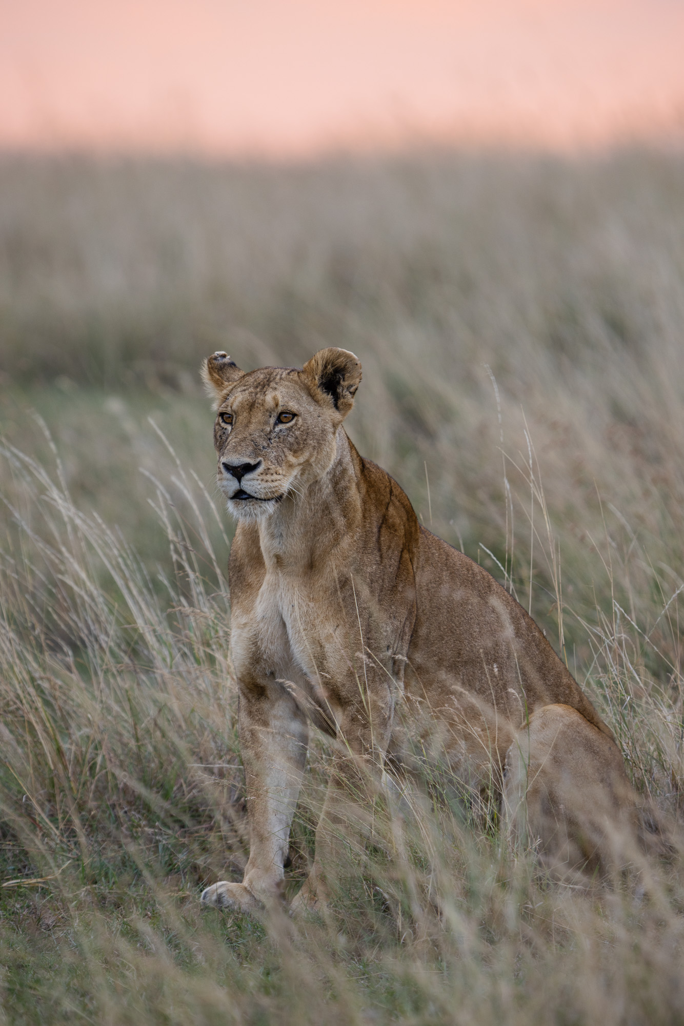 18300512082022224 ©SimonePaleari