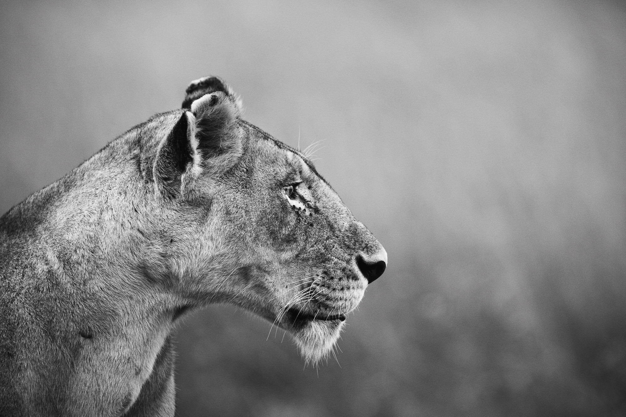 18362112082022224 ©SimonePaleari