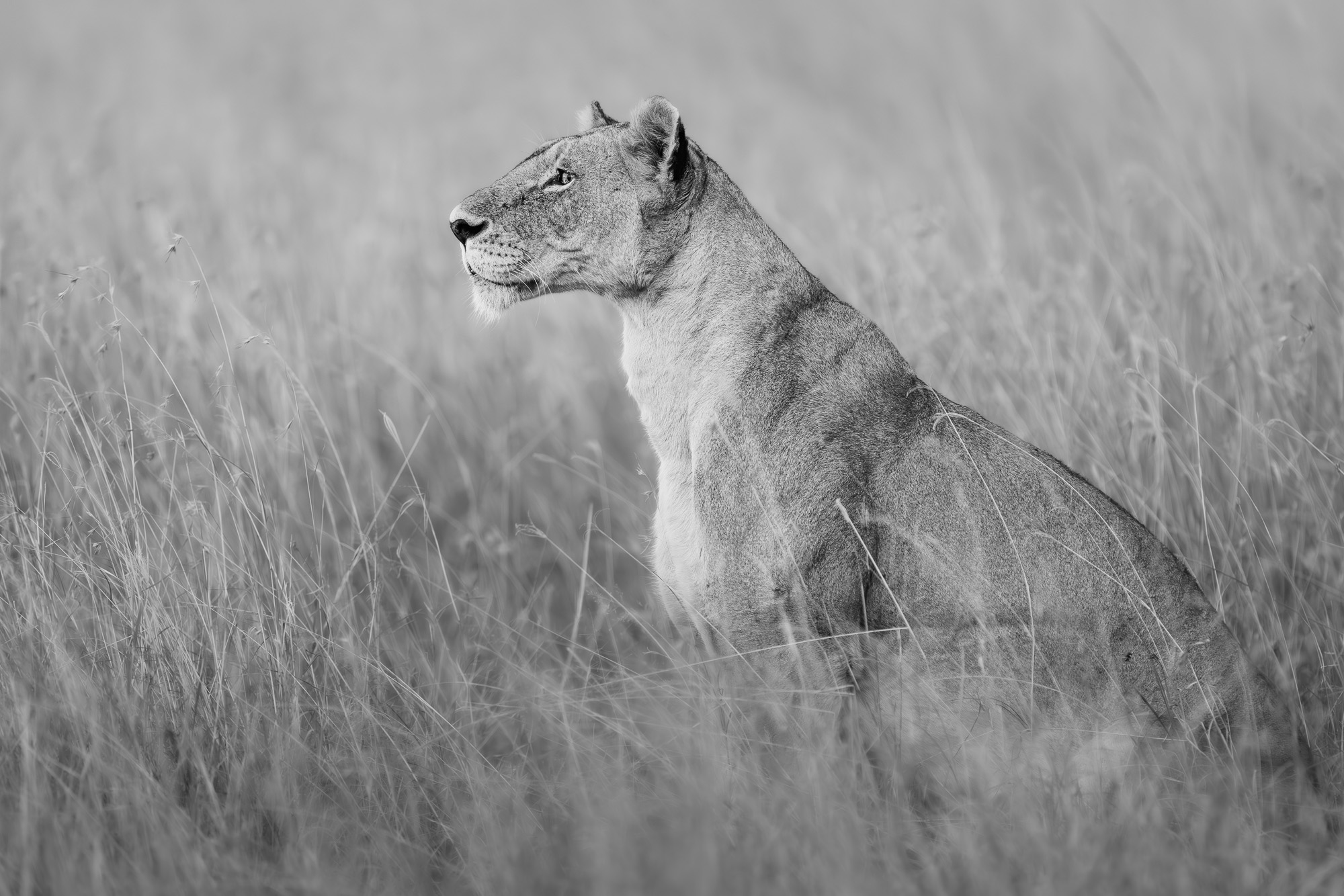 18372314082022226 ©SimonePaleari