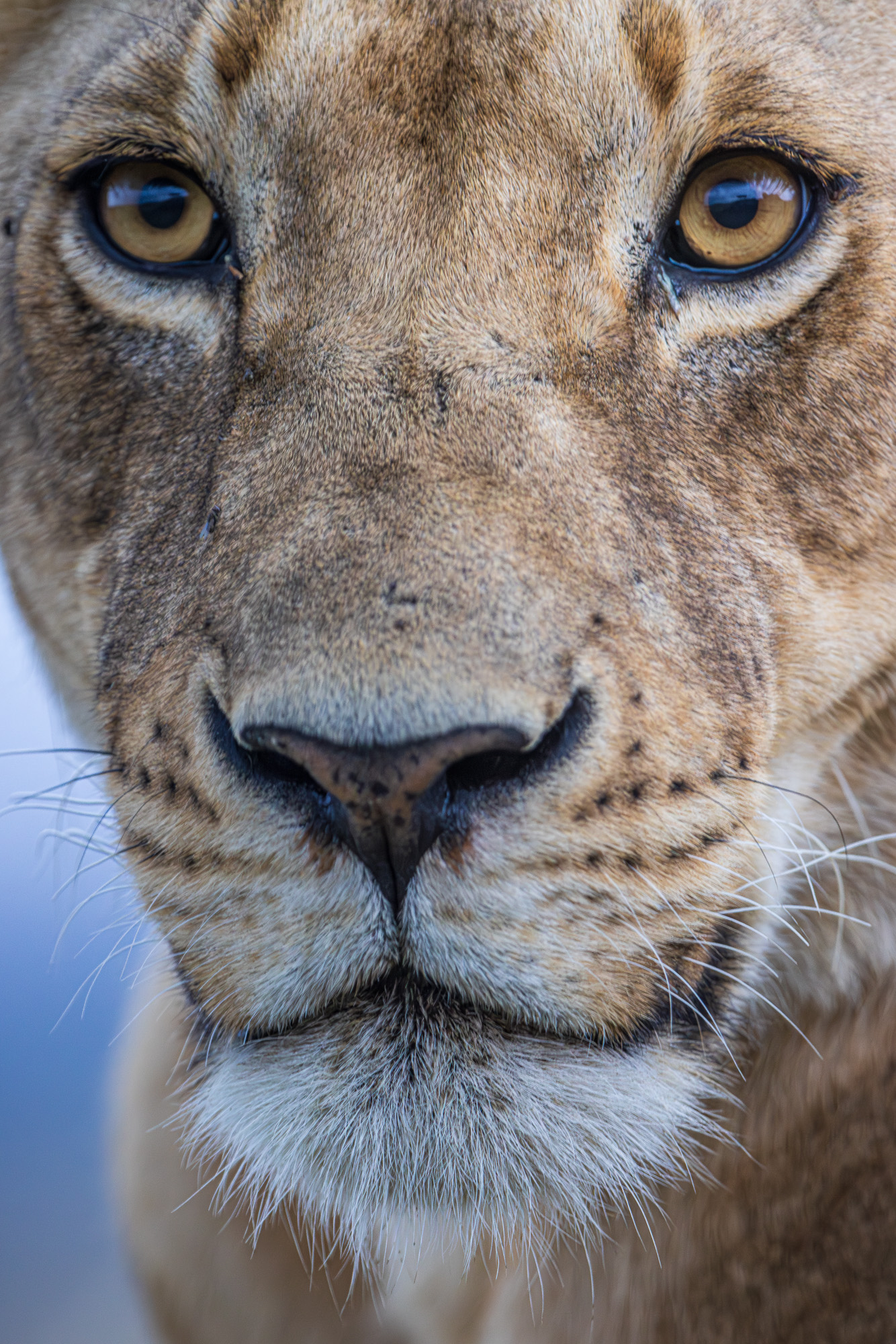 18393115082022227 ©SimonePaleari