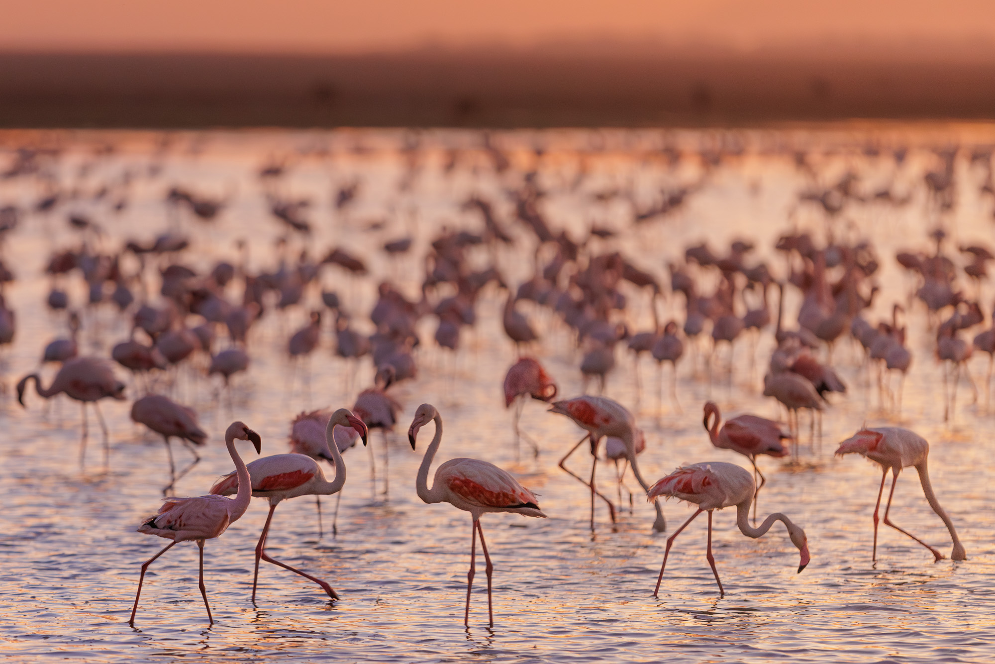 18552218082022230 ©SimonePaleari