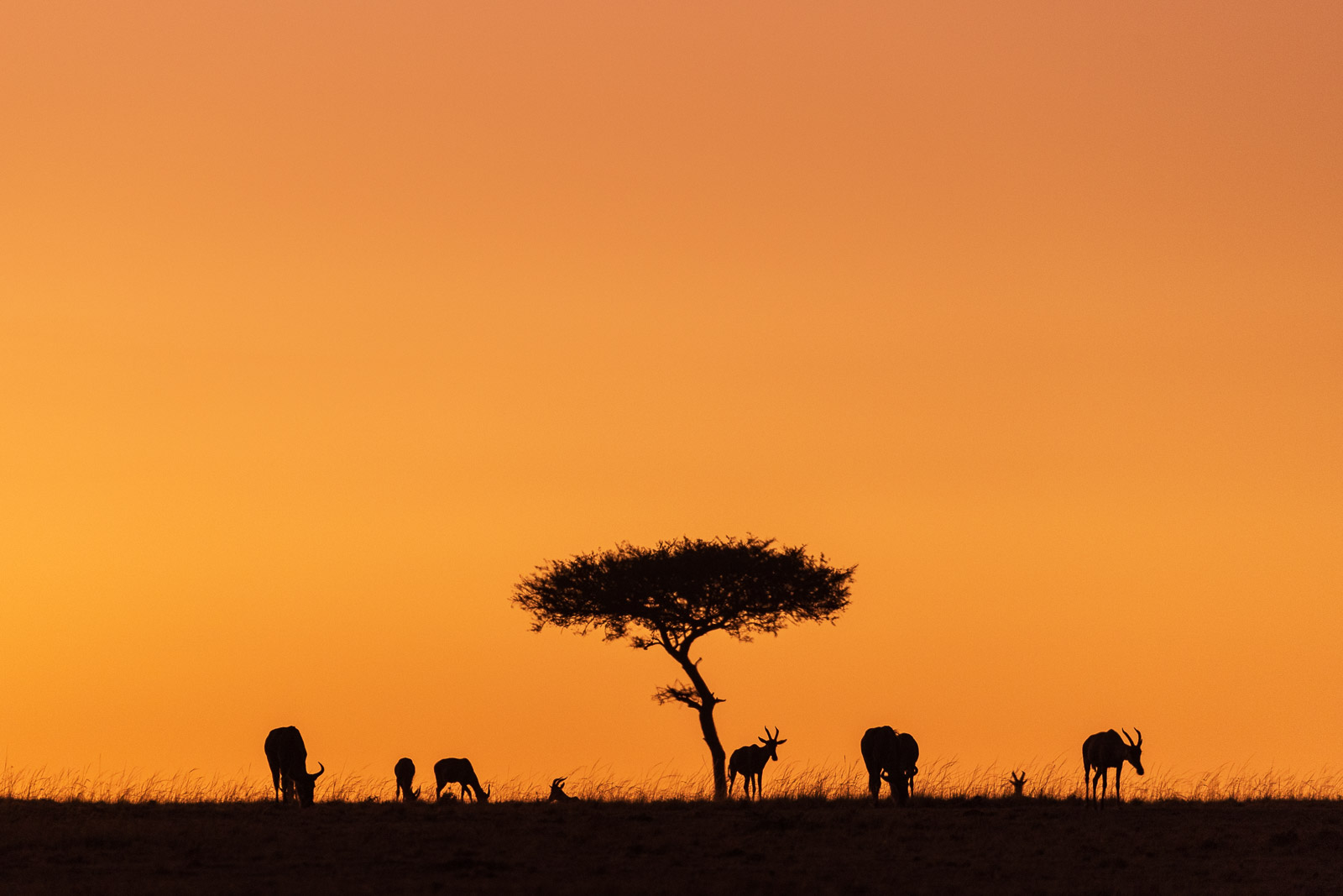 06183920082023232 ©SimonePaleari