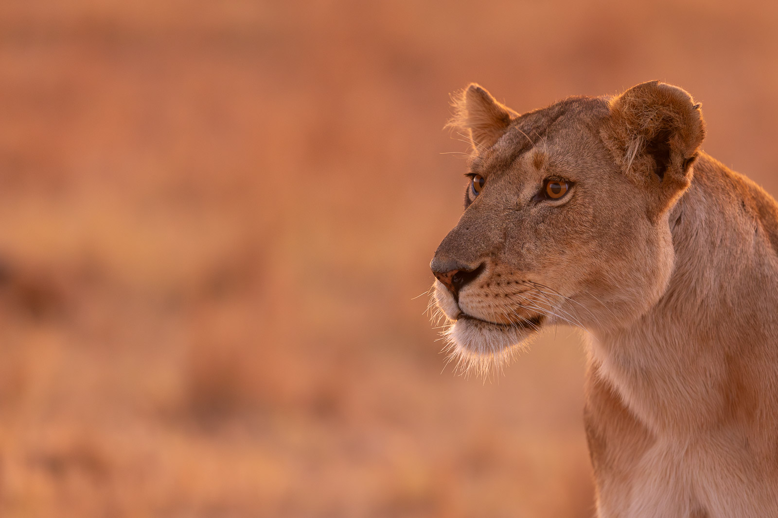 06213124082023236 ©SimonePaleari