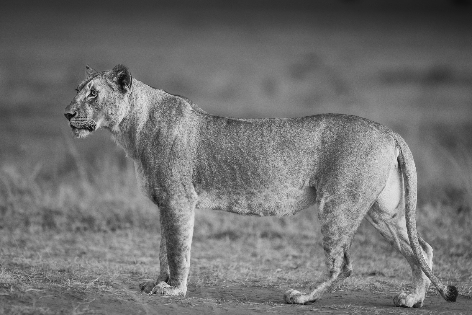 06243125082023237 ©SimonePaleari