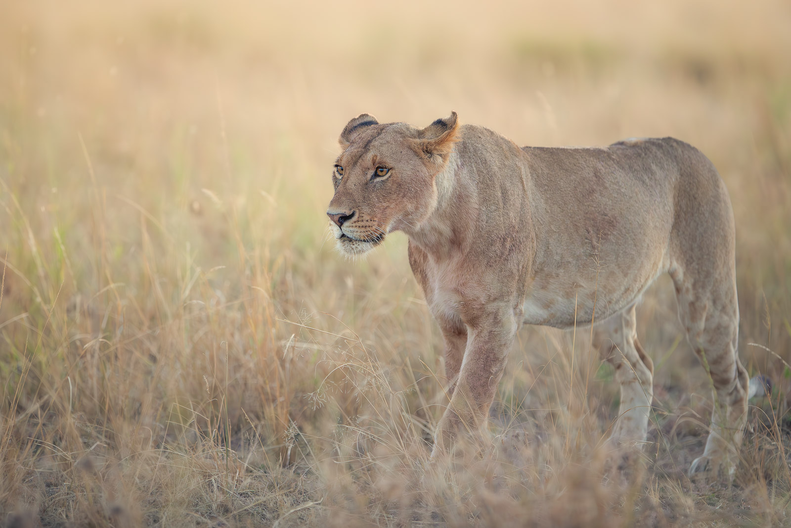 06404825082023237 ©SimonePaleari