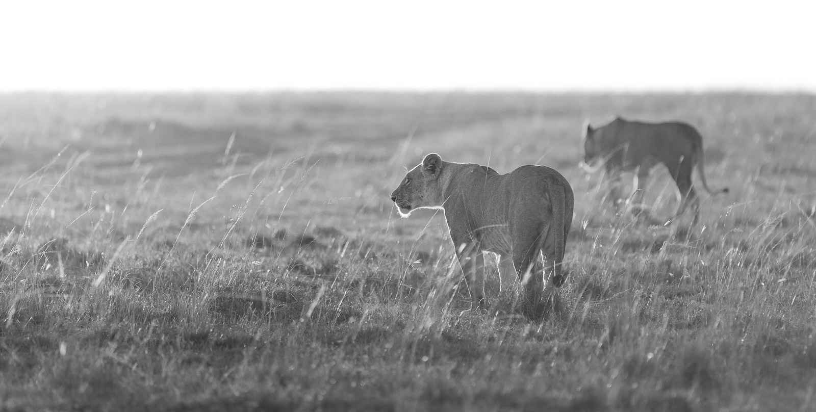 06573523082023235 ©SimonePaleari