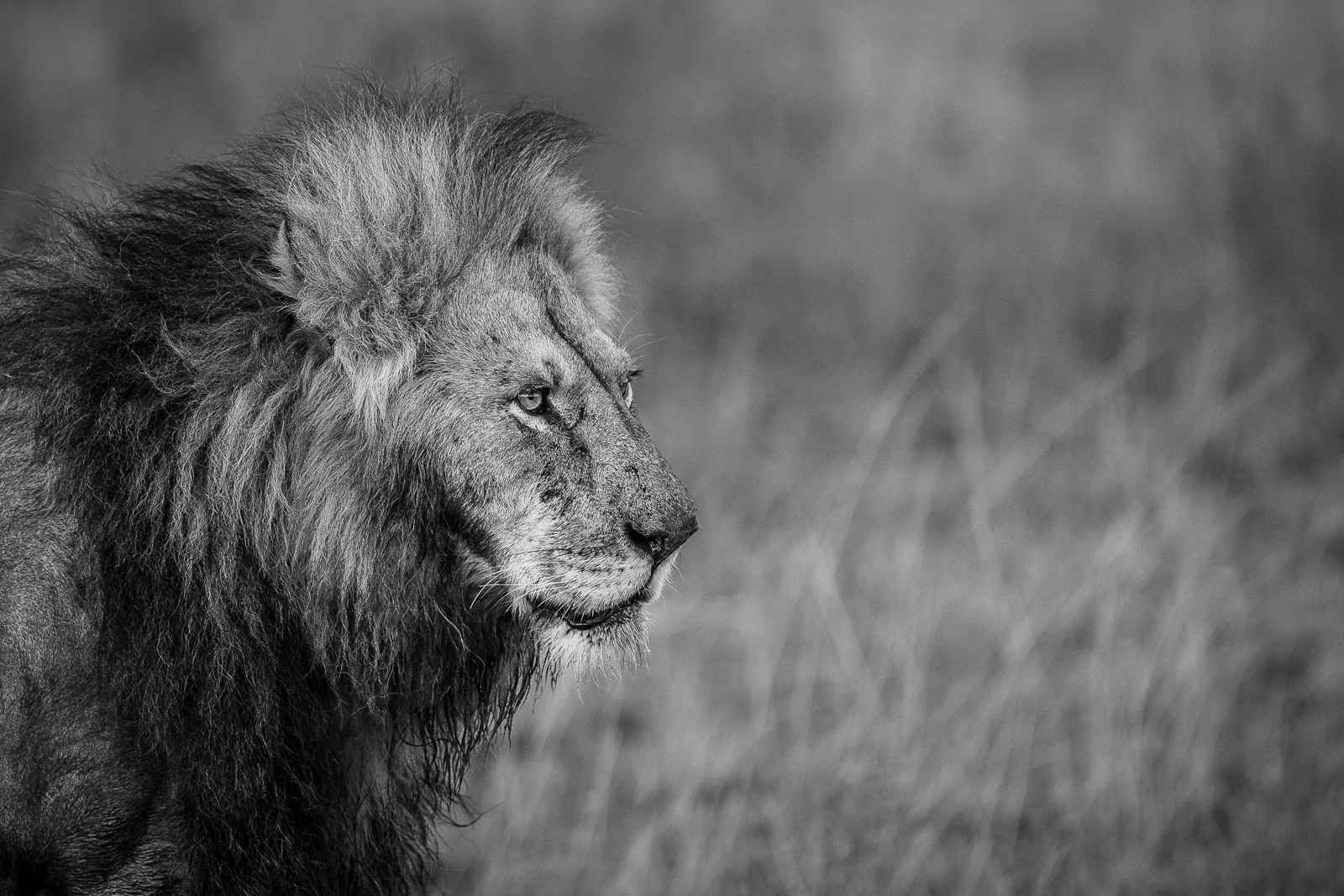 07072022082023234 ©SimonePaleari