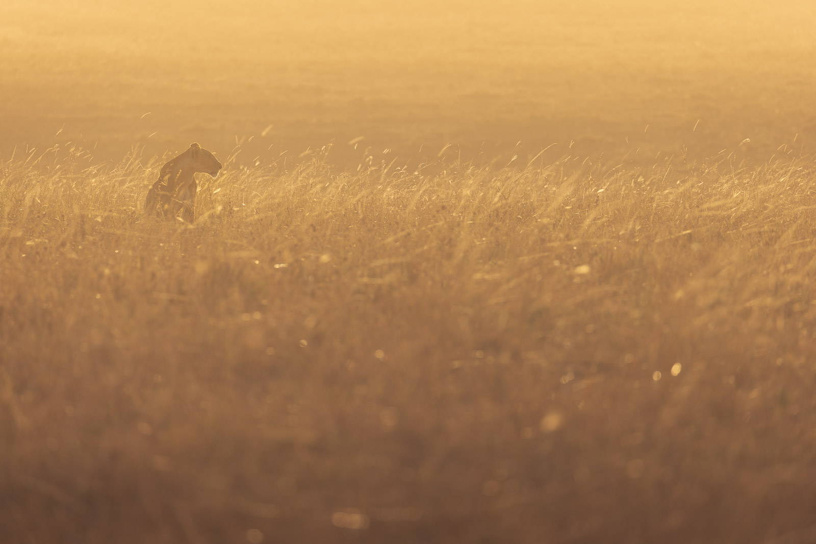 07082027082023239 ©SimonePaleari