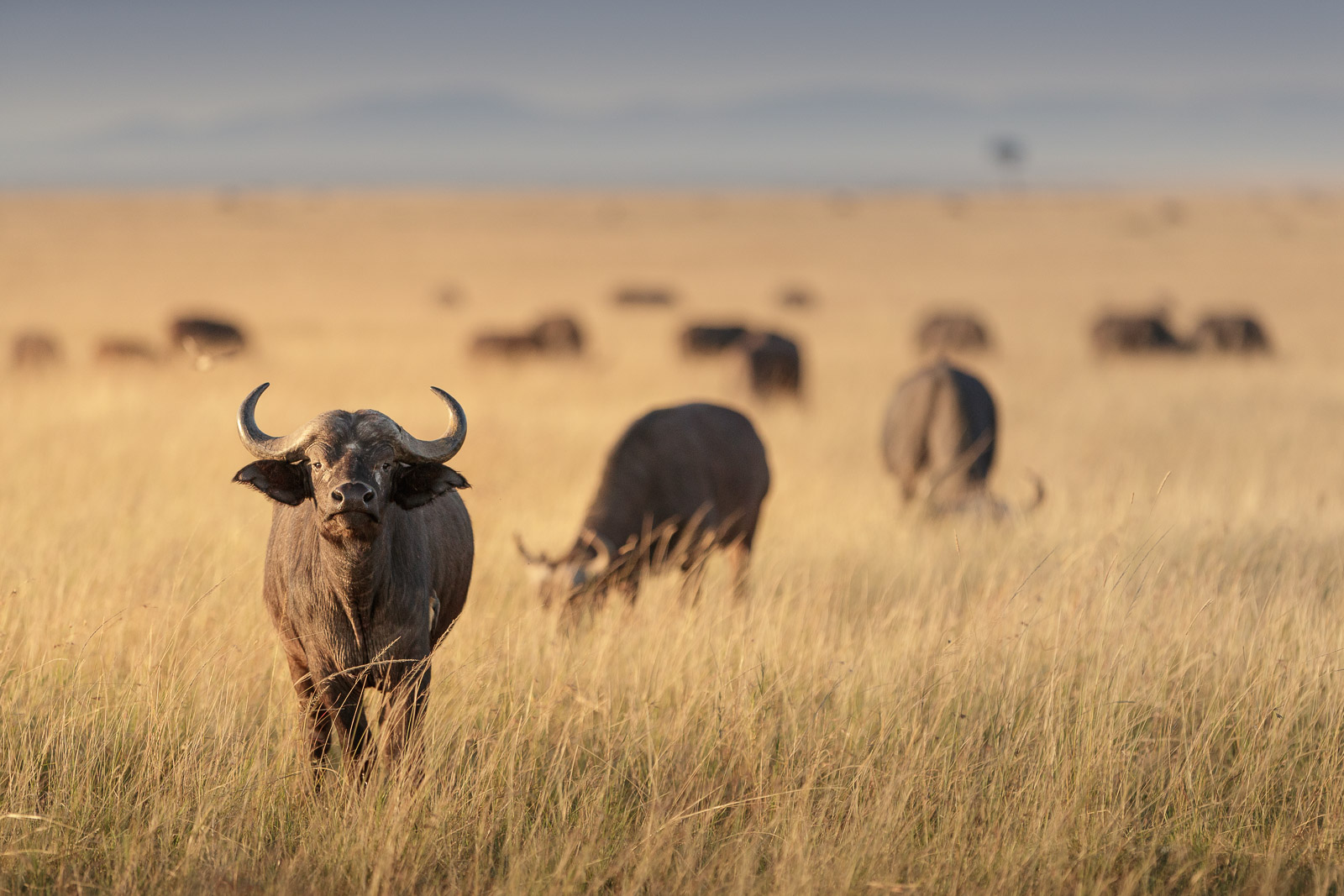 07100319082023231 ©SimonePaleari