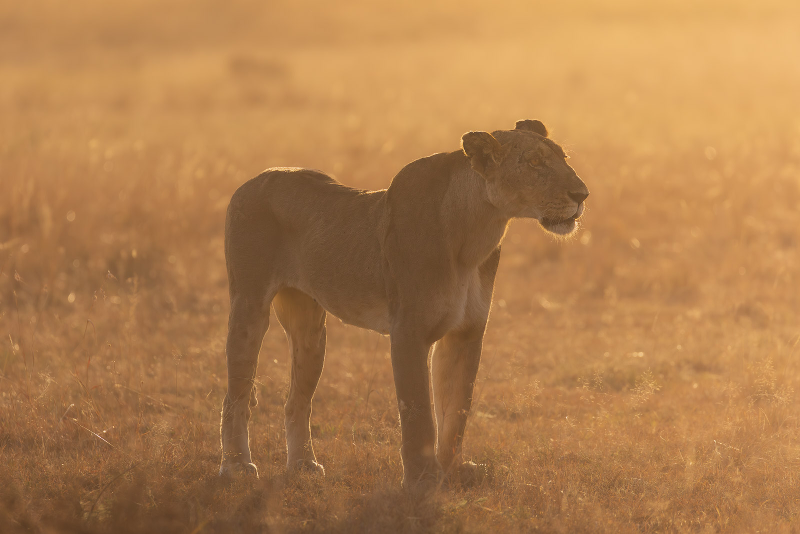 07111626082023238 ©SimonePaleari