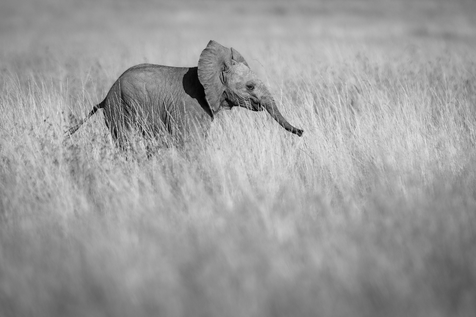 08385919082023231 ©SimonePaleari