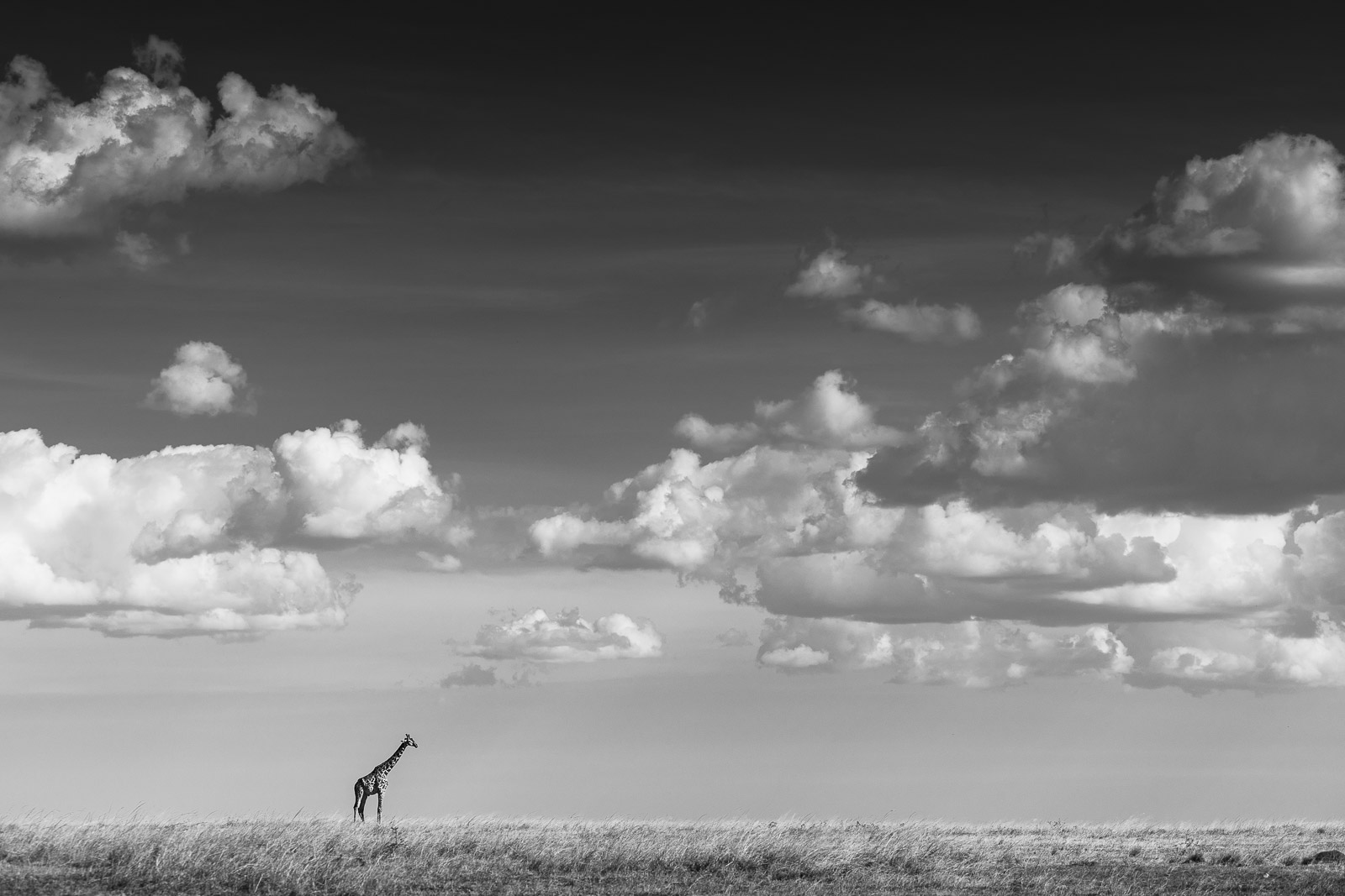 16204719082023231 ©SimonePaleari