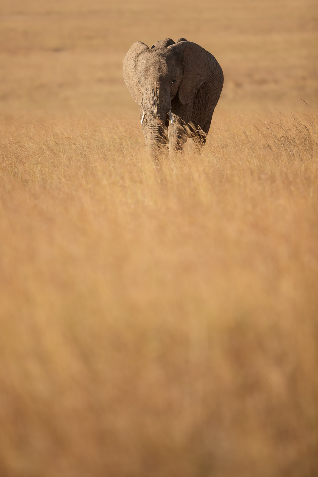 17303920082023232 ©SimonePaleari