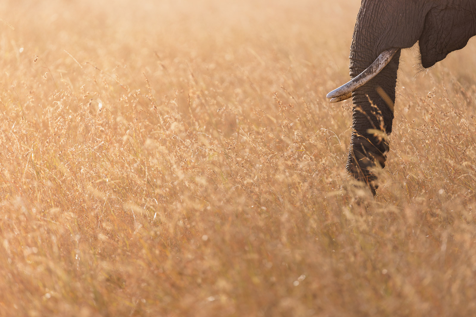 17385520082023232 ©SimonePaleari