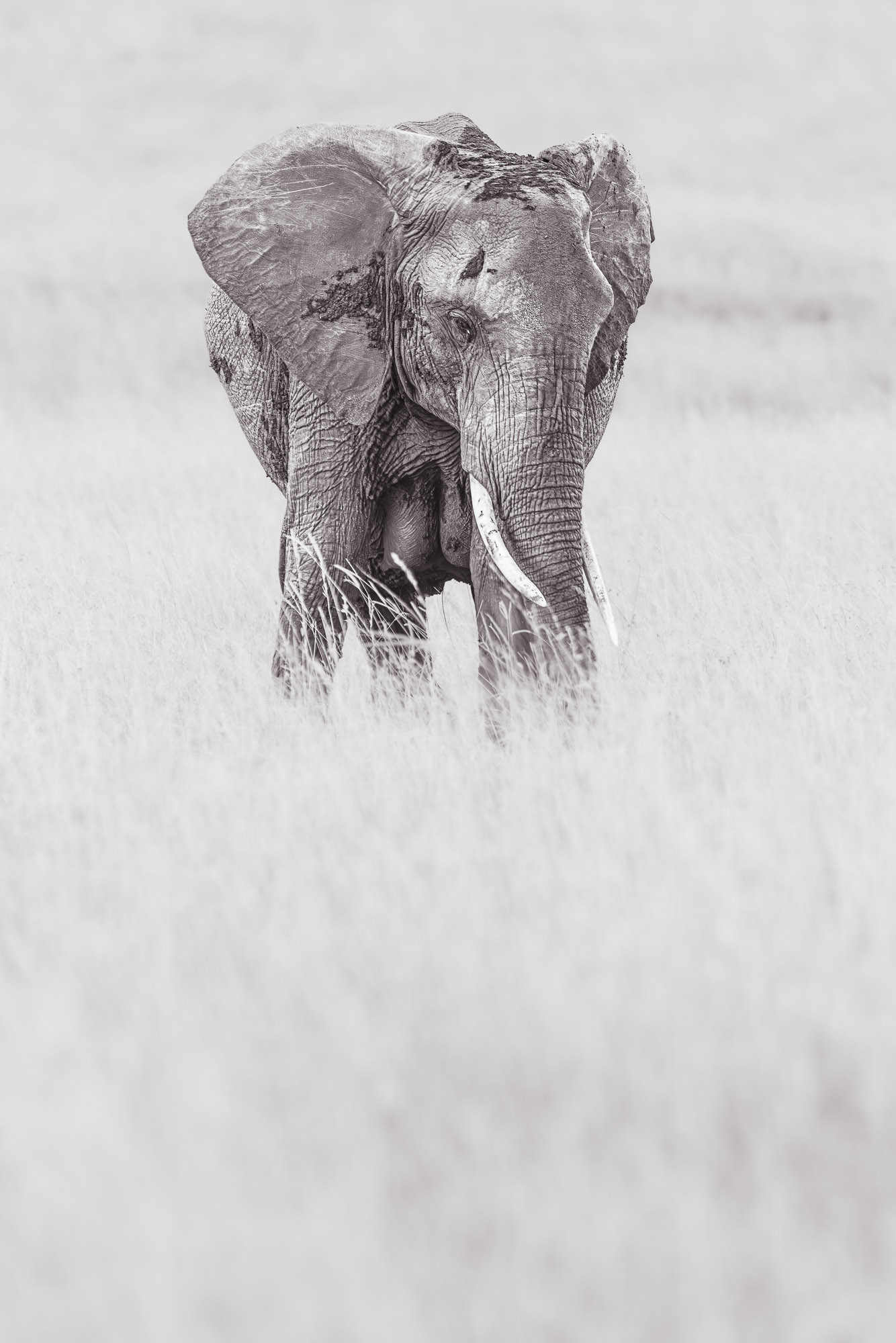 17462226082023238 ©SimonePaleari