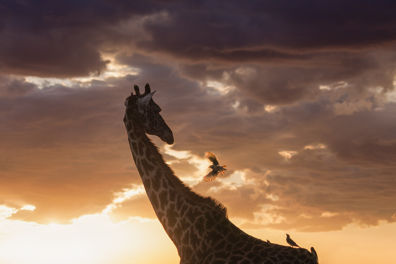 18285022082023234 ©SimonePaleari 2