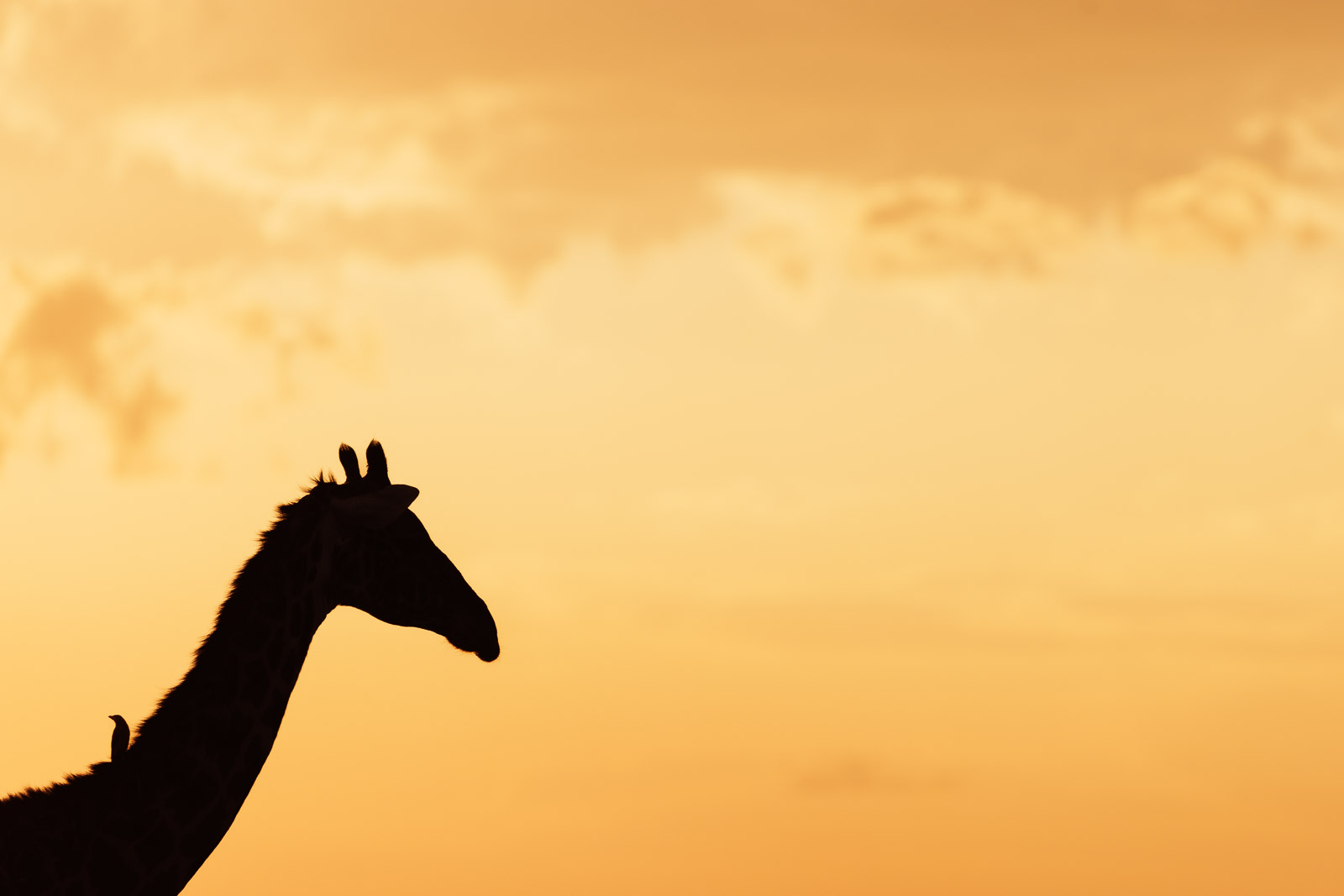 18324422082023234 ©SimonePaleari