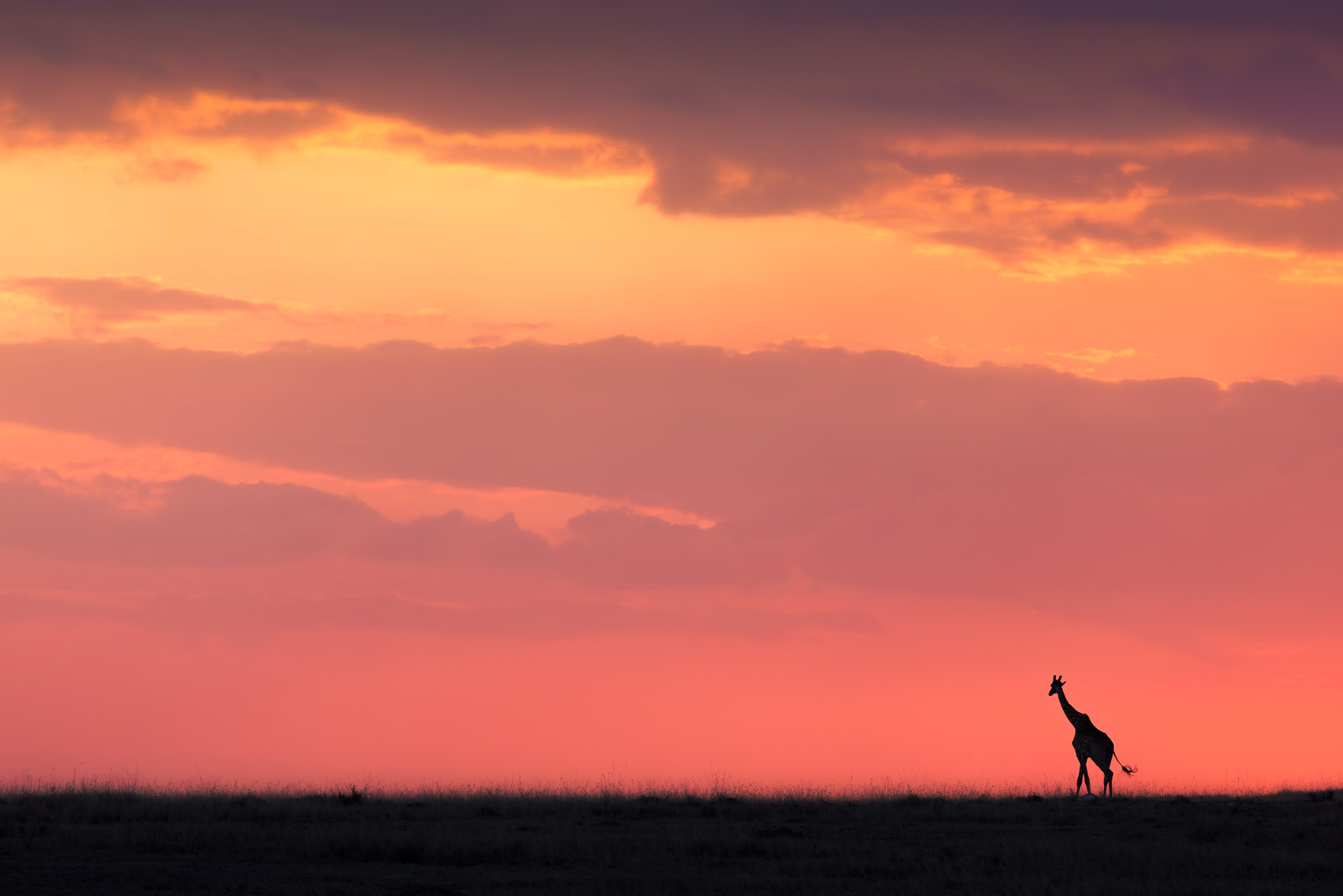 18373326082023238 ©SimonePaleari