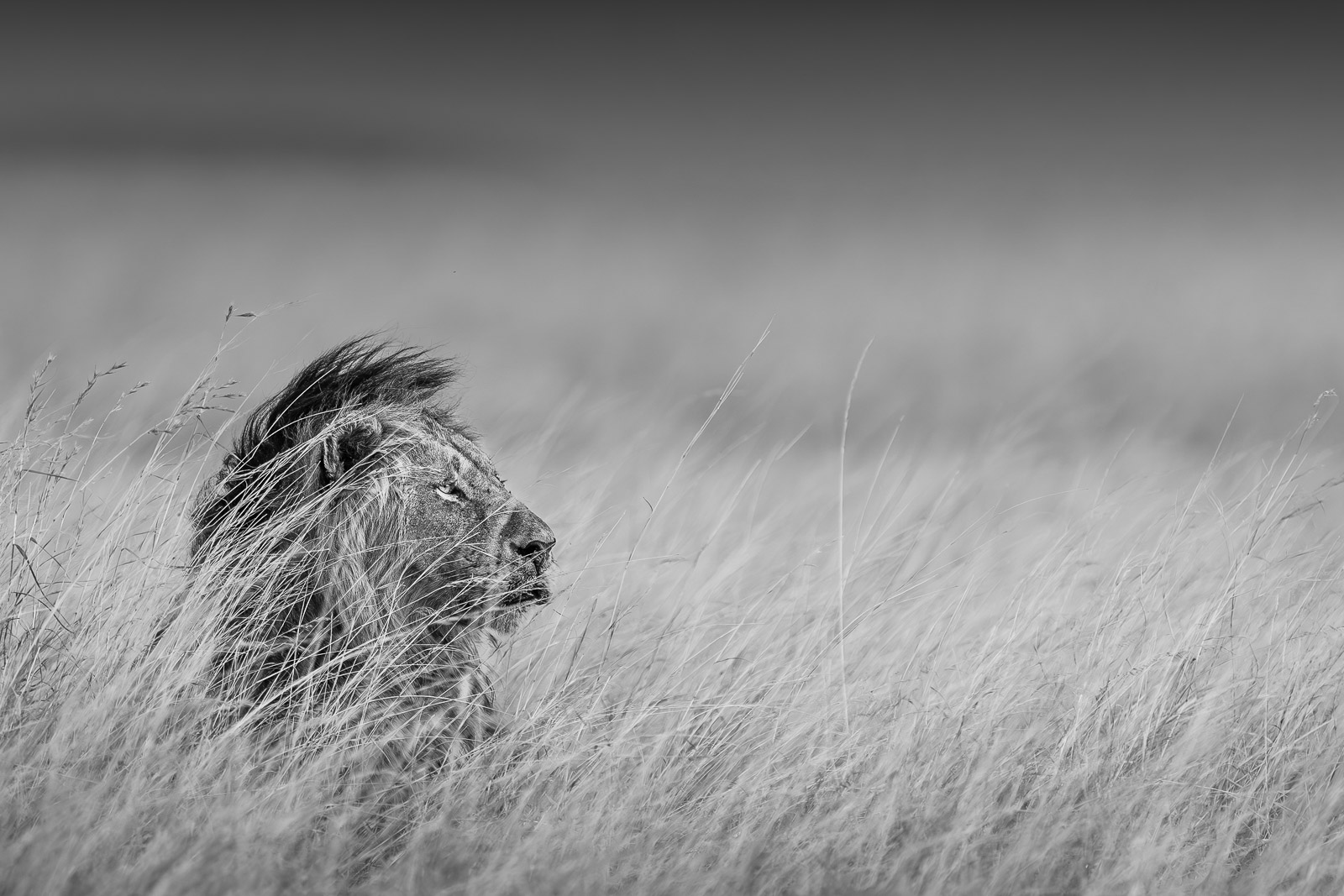 18373425082023237 2©SimonePaleari