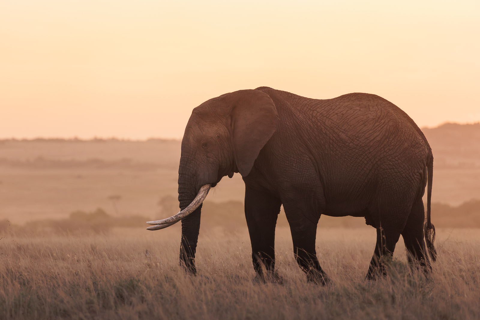 18425919082023231 c ©SimonePaleari