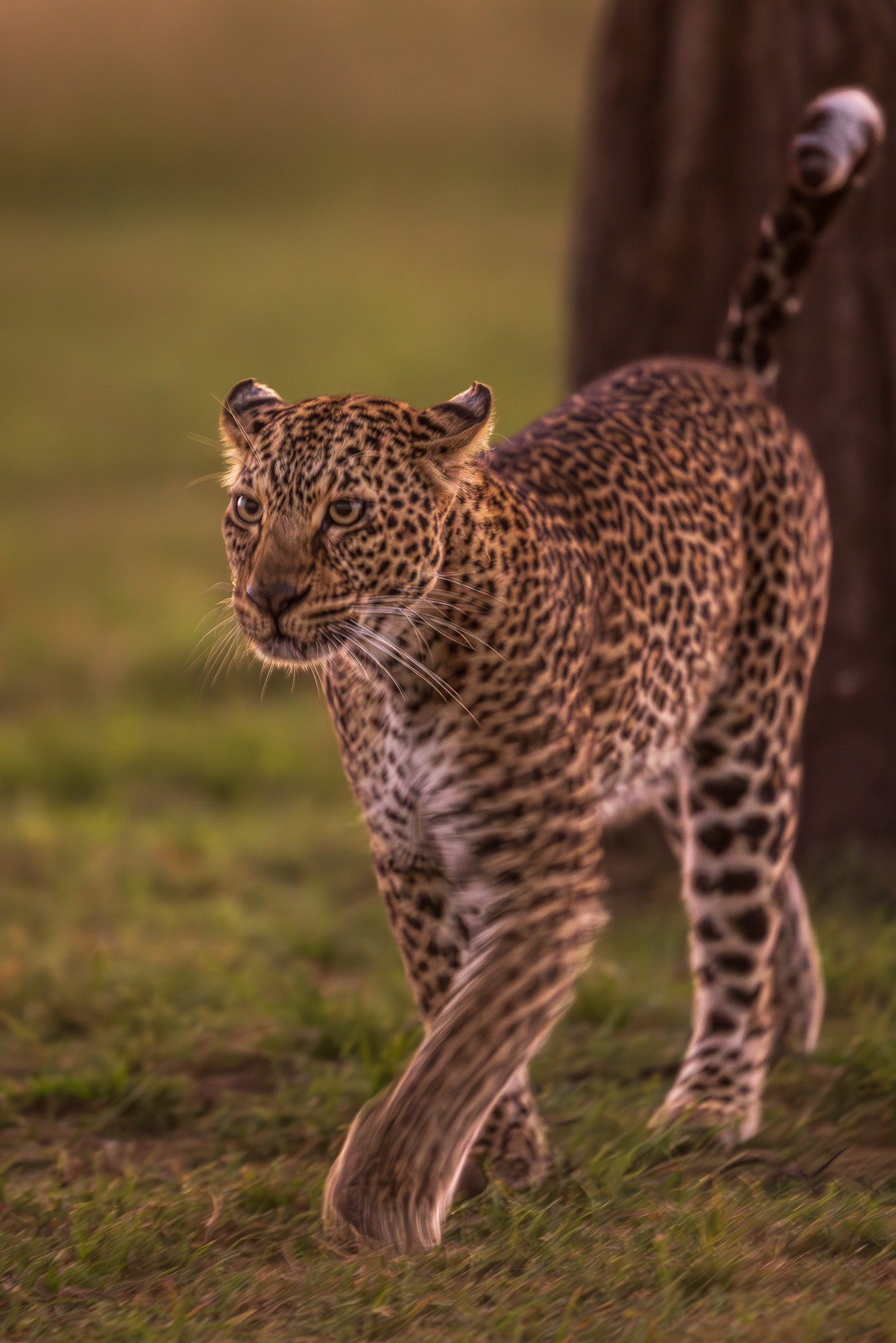 06172704012025004 ©SimonePaleari