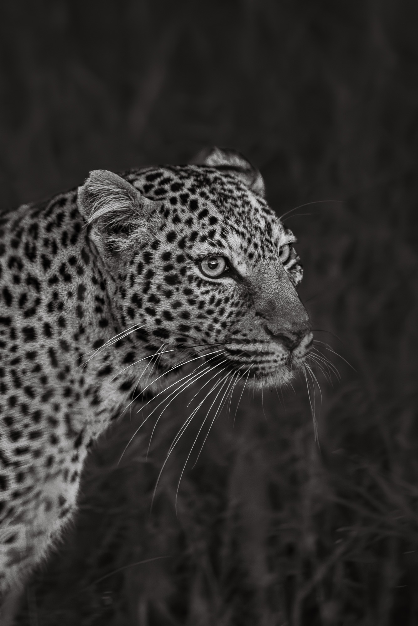 06222204012025004 ©SimonePaleari