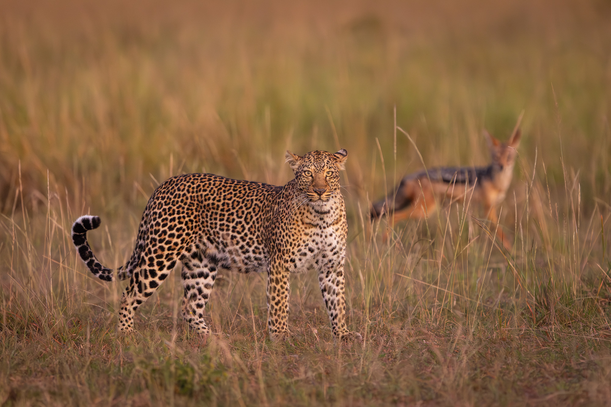 06230704012025004 ©SimonePaleari