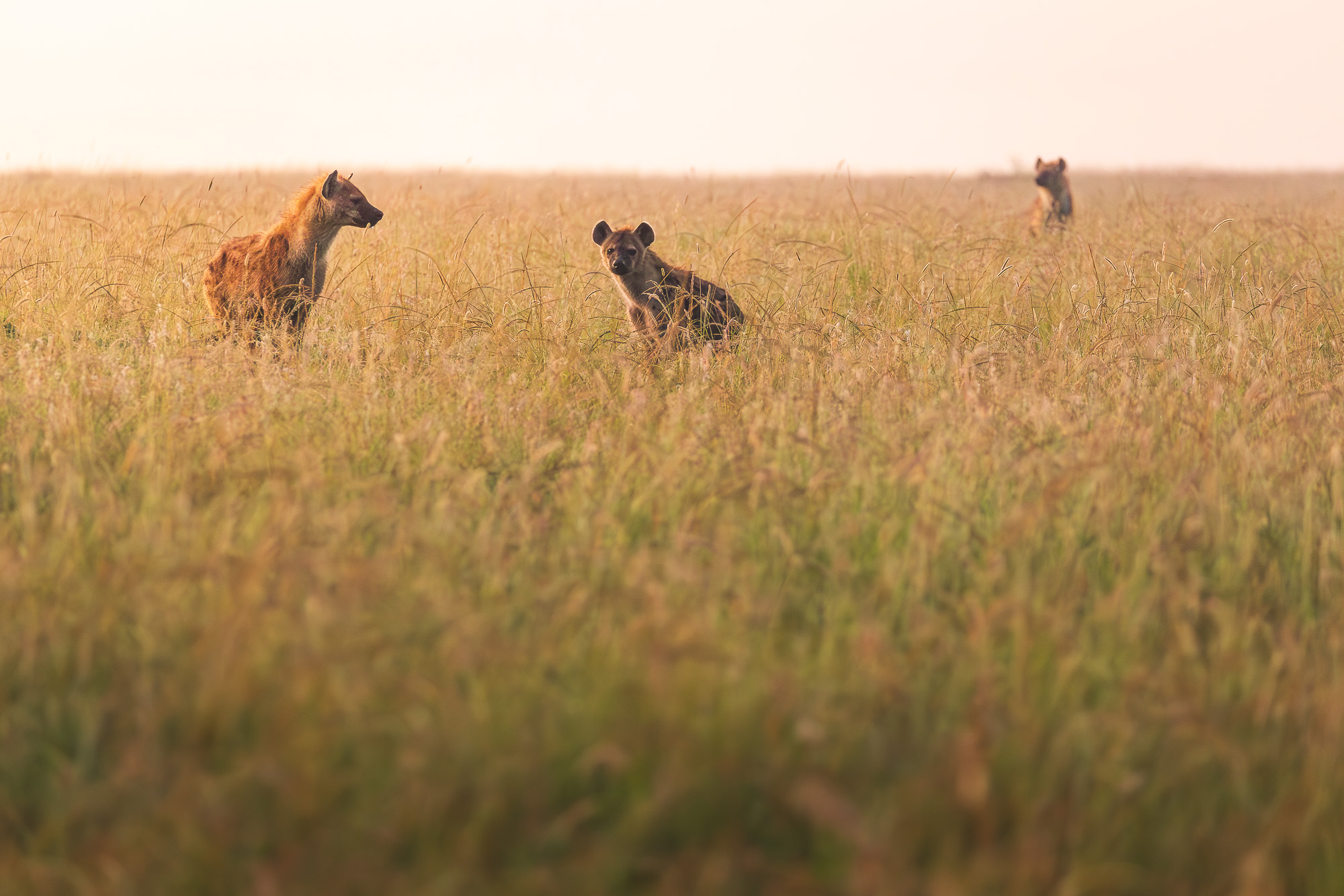 06234401012025001 ©SimonePaleari