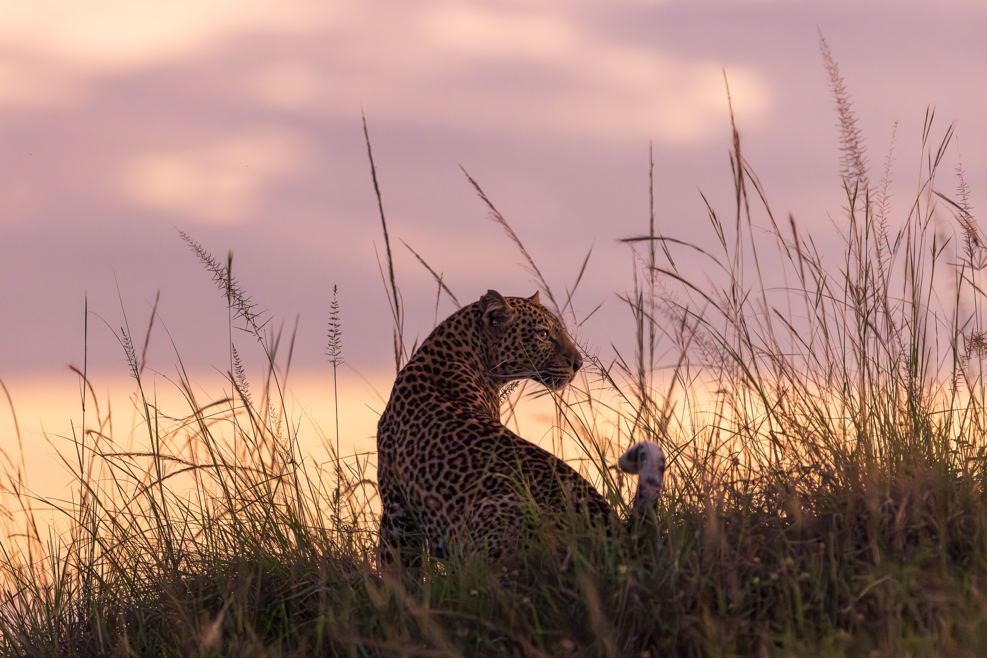 06242004012025004 ©SimonePaleari