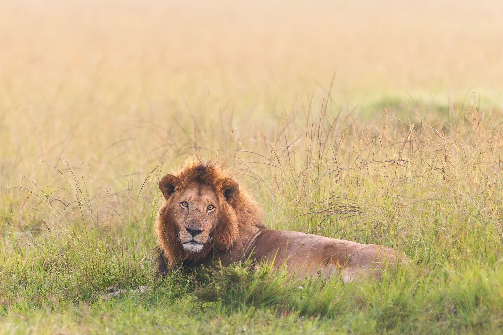 06273831122024366 4©SimonePaleari