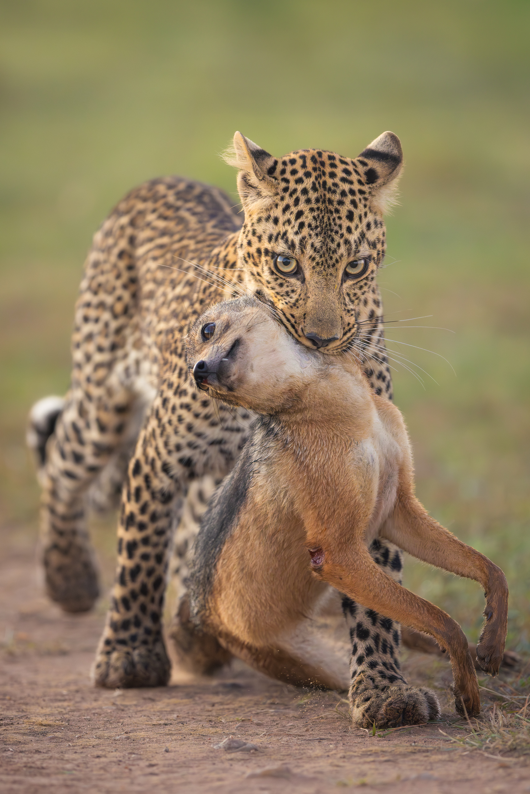 06345405012025005 2©SimonePaleari