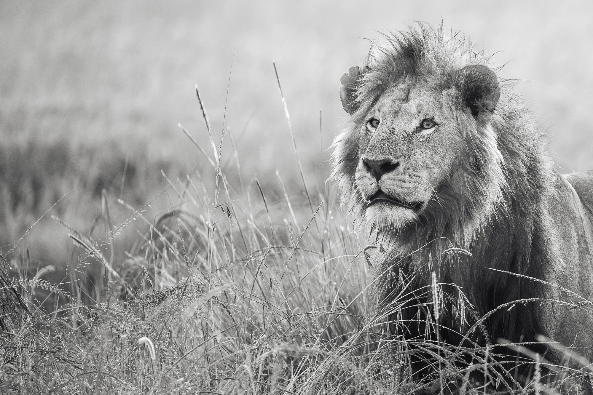 06371001012025001 ©SimonePaleari