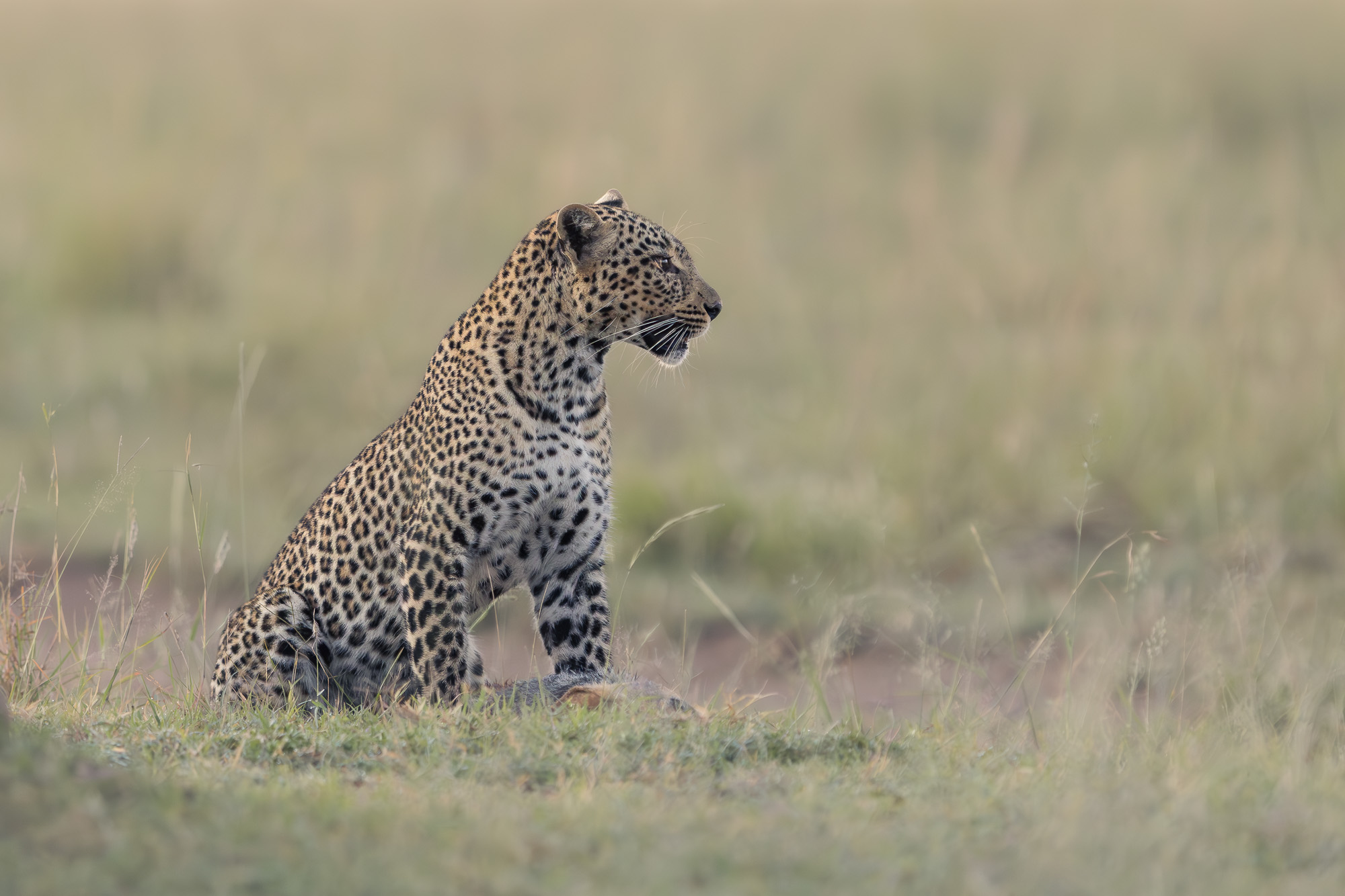 06401605012025005 ©SimonePaleari