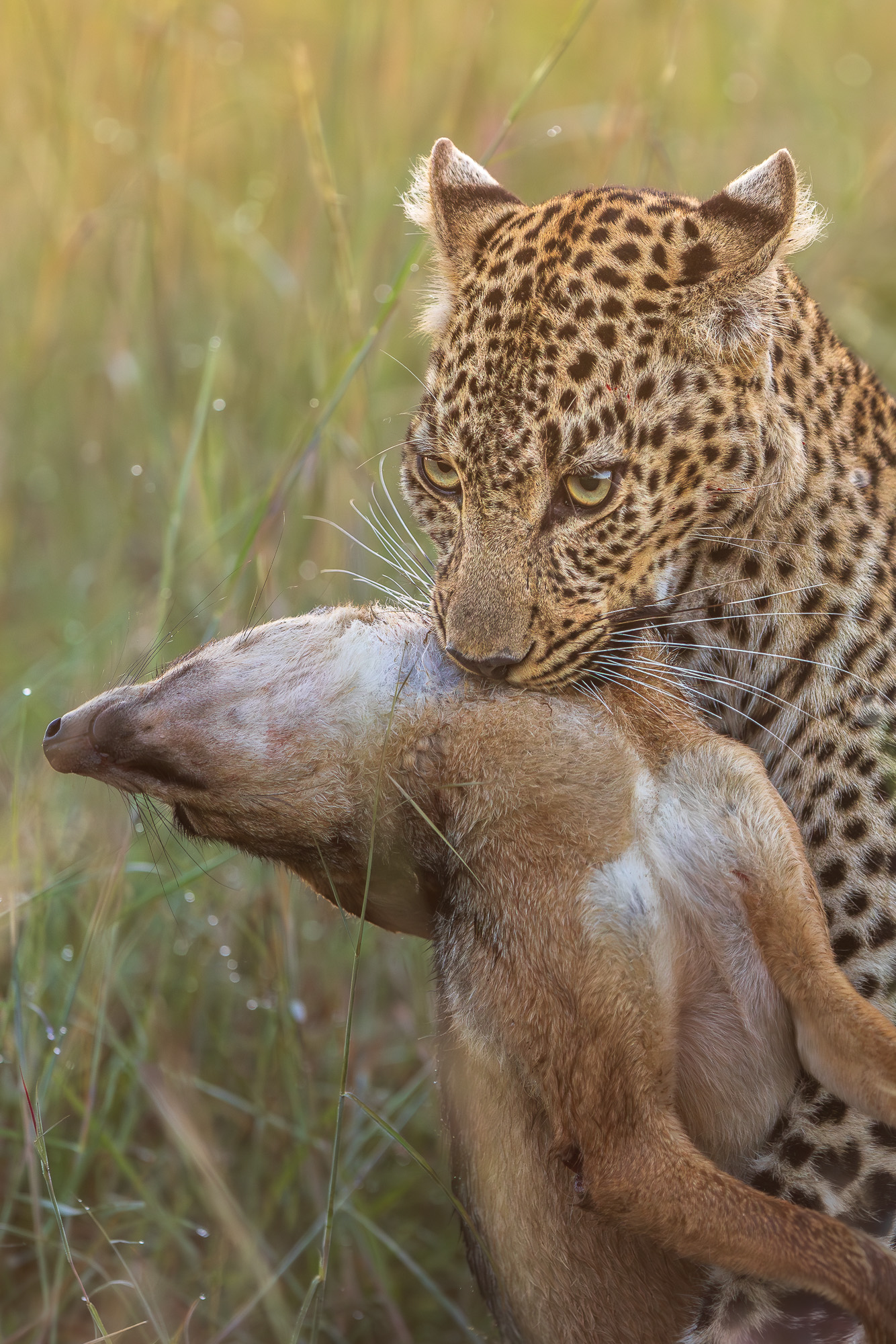 06445405012025005 2©SimonePaleari