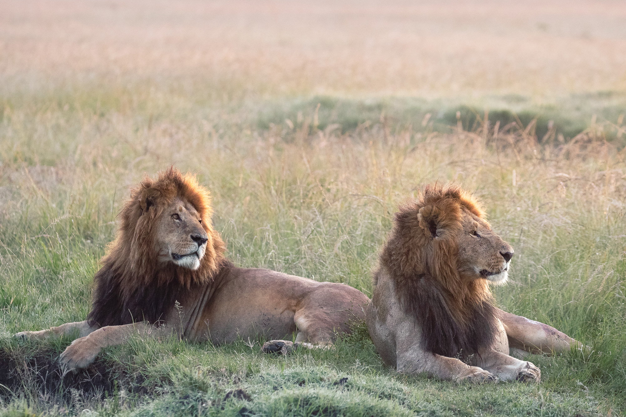 06463701012025001 ©SimonePaleari