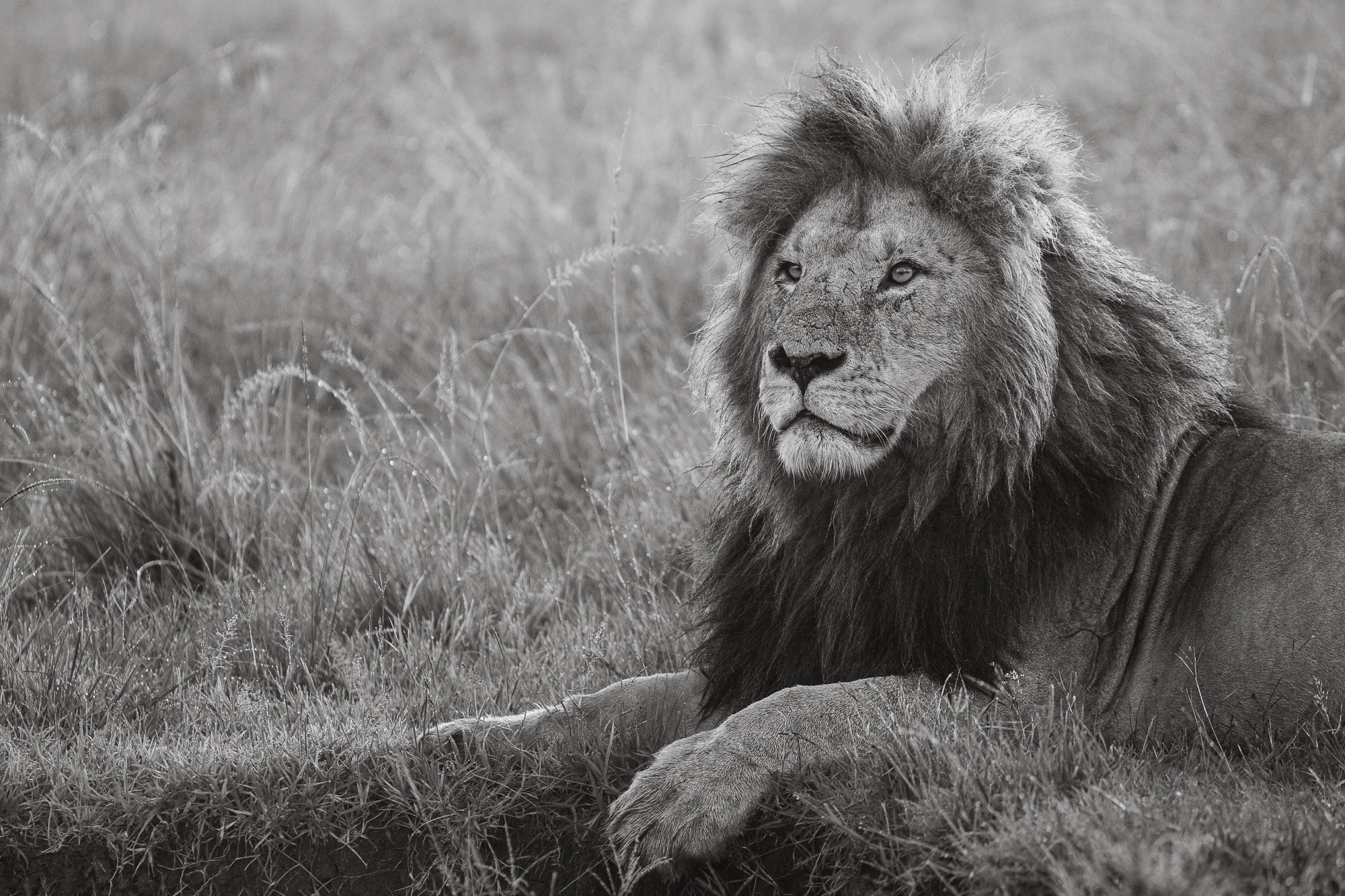 06464701012025001 ©SimonePaleari