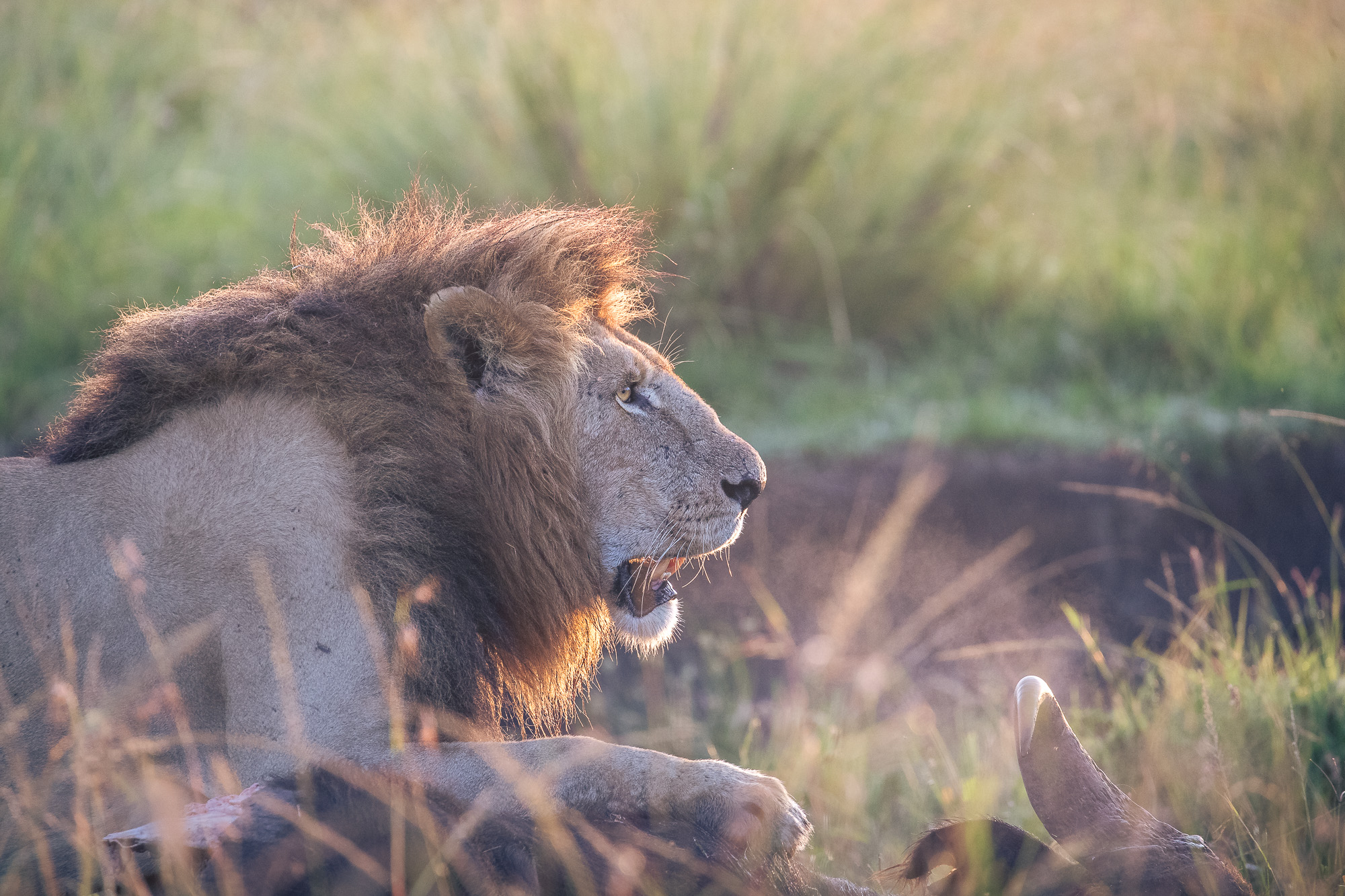 06544931122024366 ©SimonePaleari