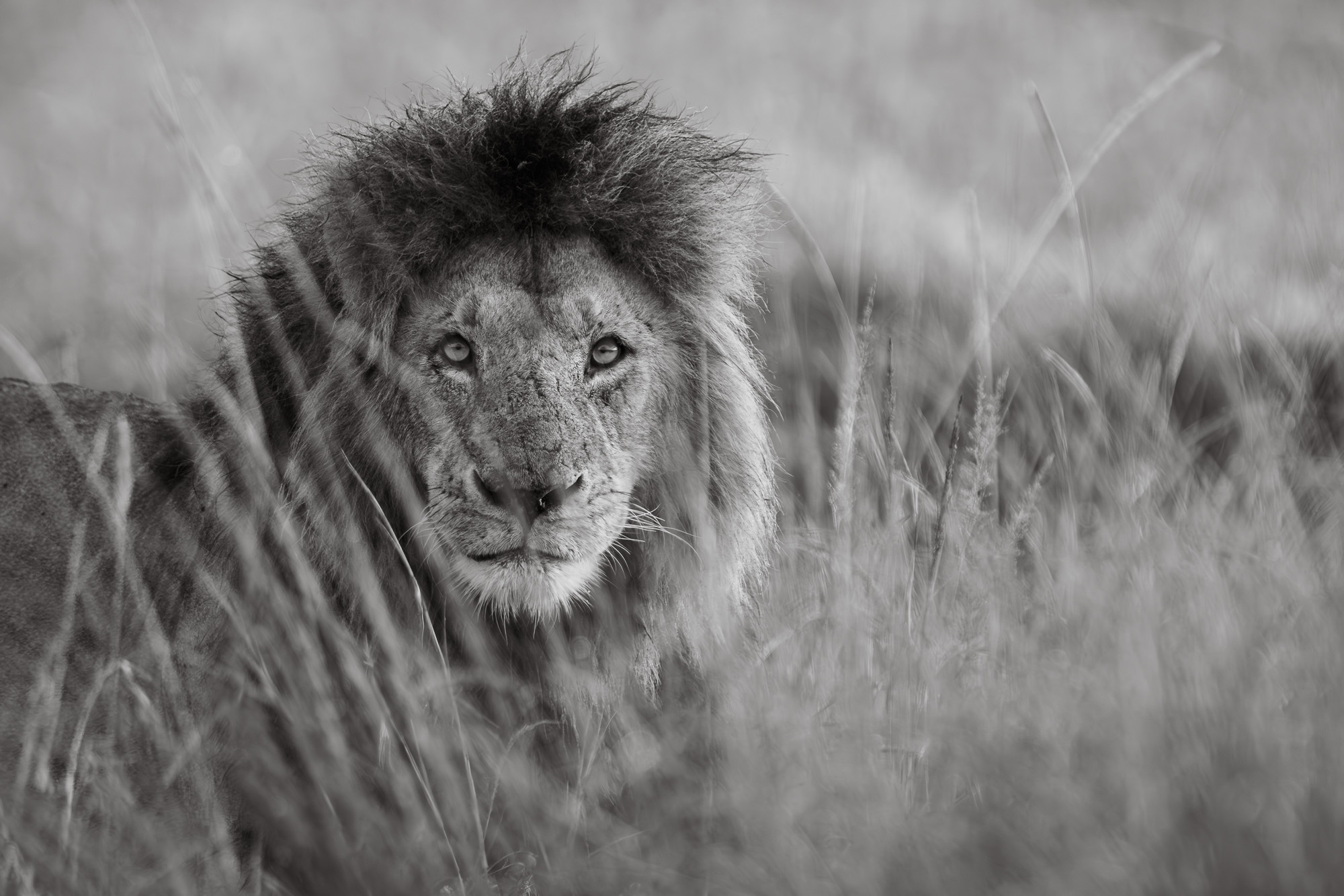 07113101012025001 ©SimonePaleari