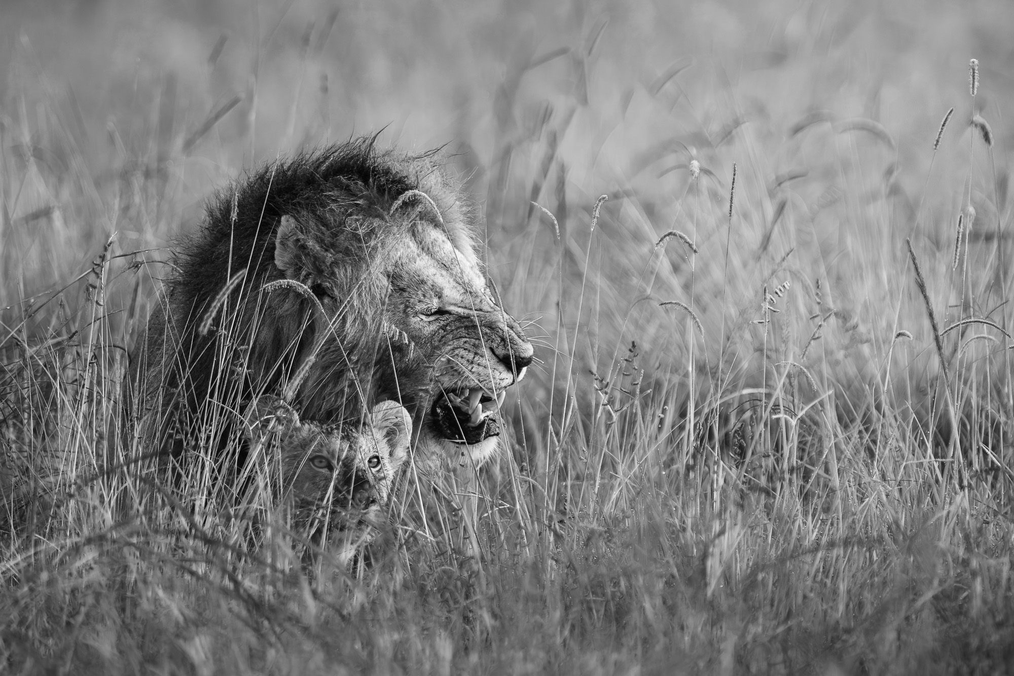 07173301012025001 ©SimonePaleari