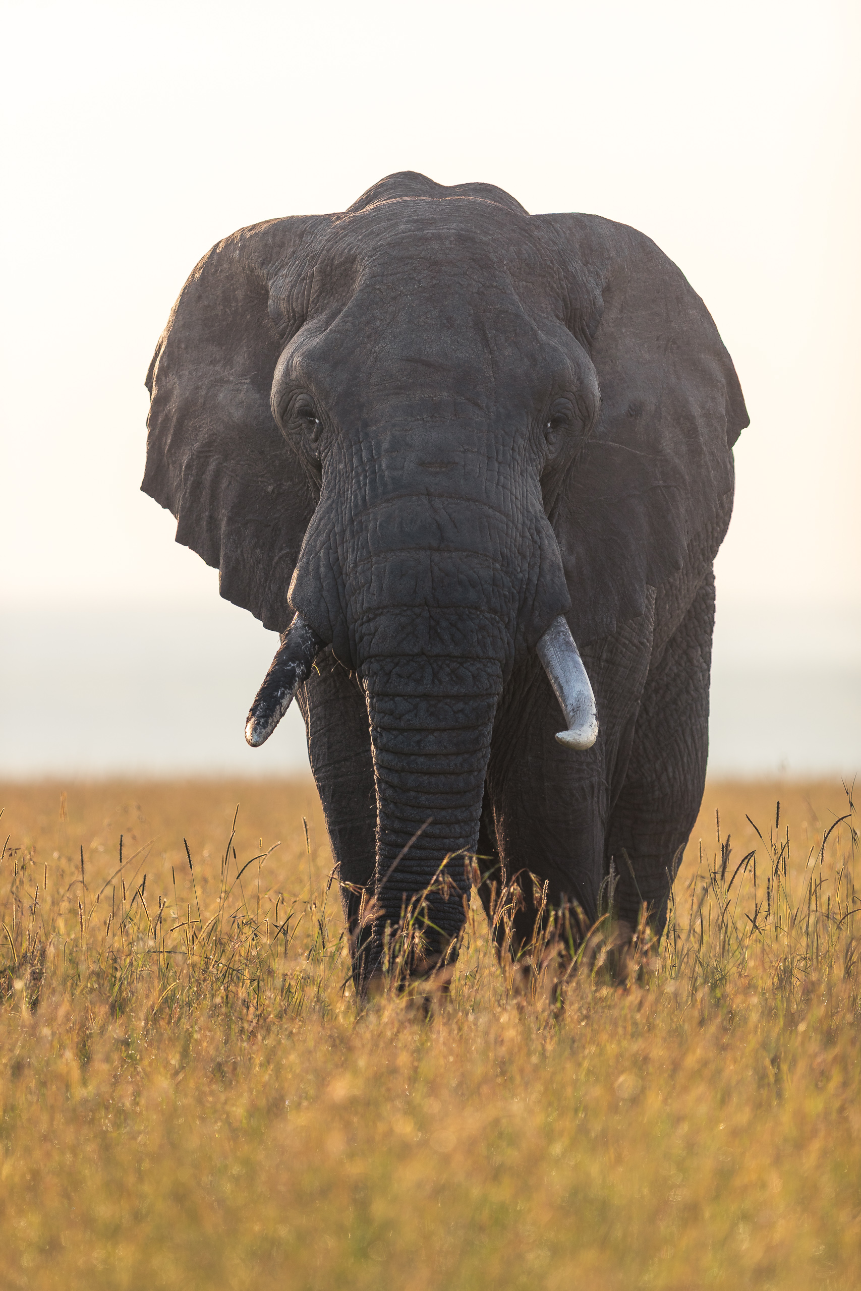 07203230122024365 ©SimonePaleari