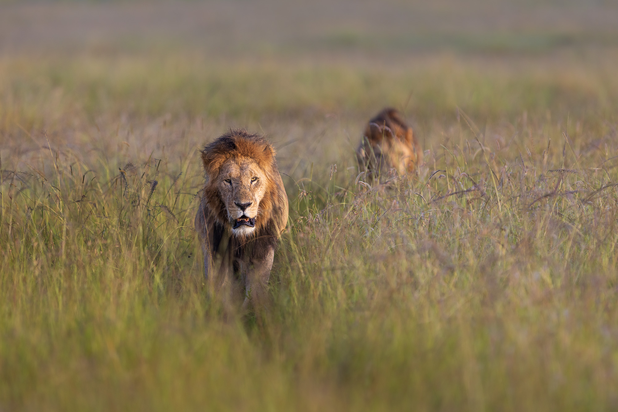 07213501012025001 ©SimonePaleari