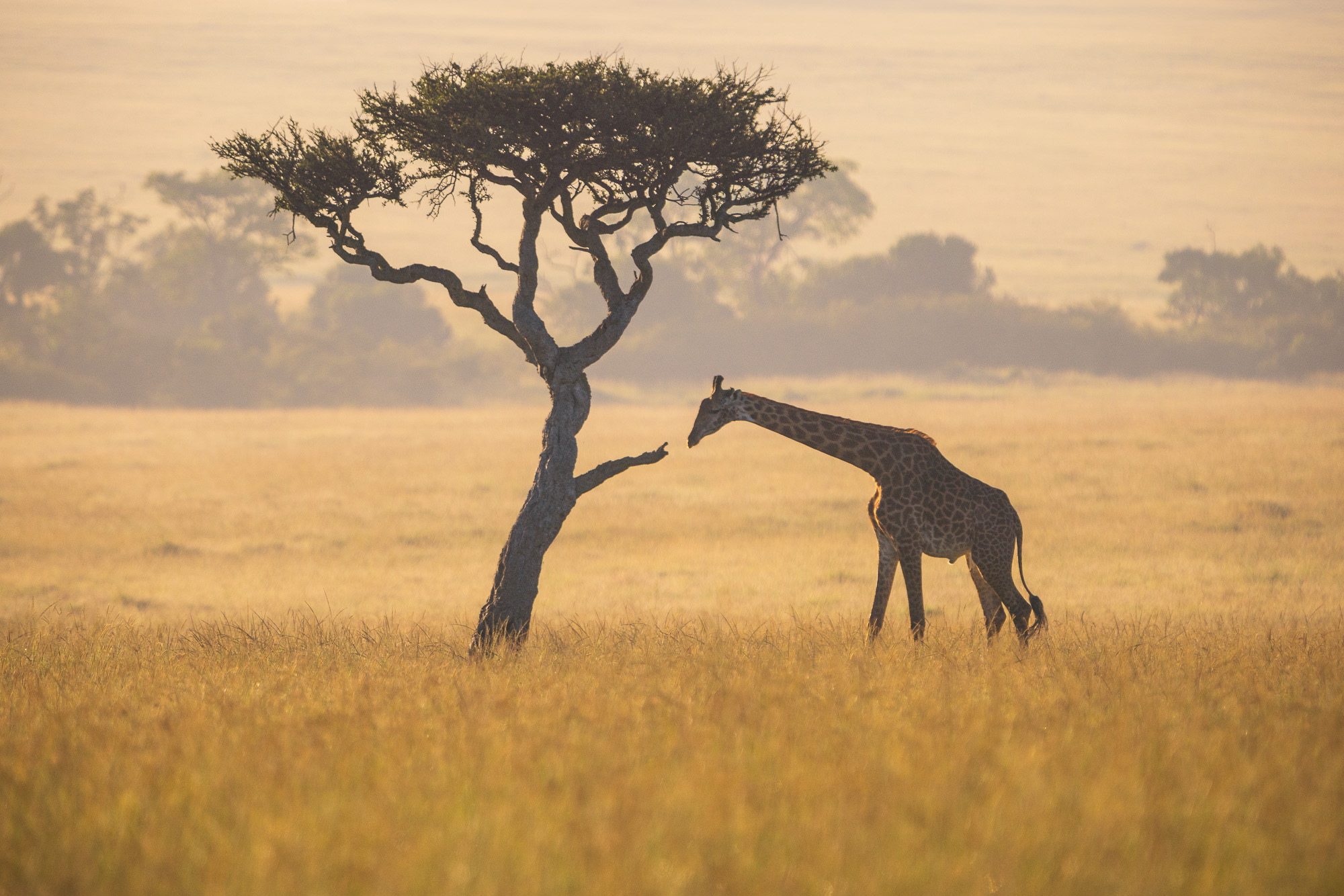 07221102012025002 ©SimonePaleari